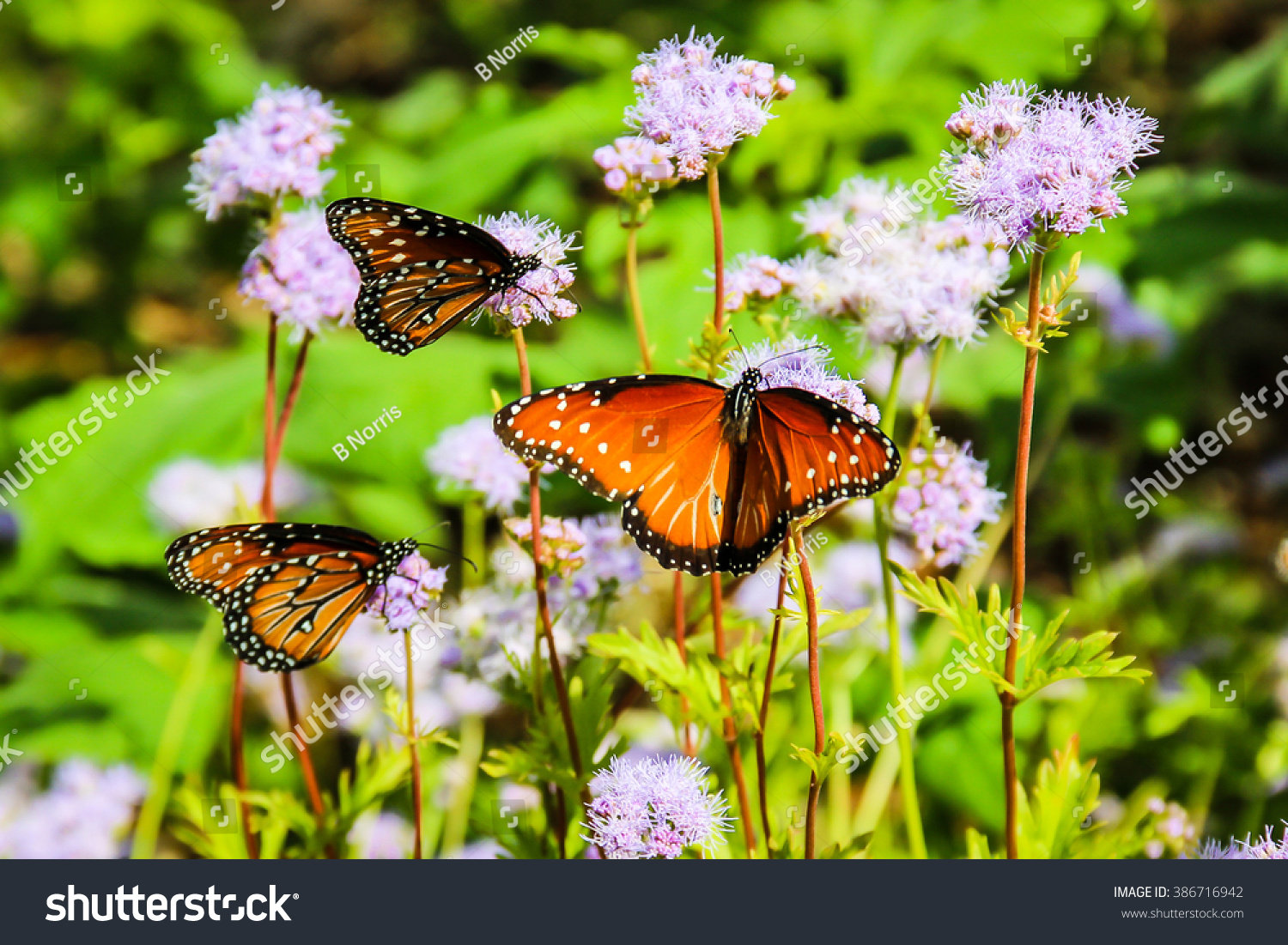 Monarch Butterflies Migration Wildseed Farms Fredericksburg Stock Photo