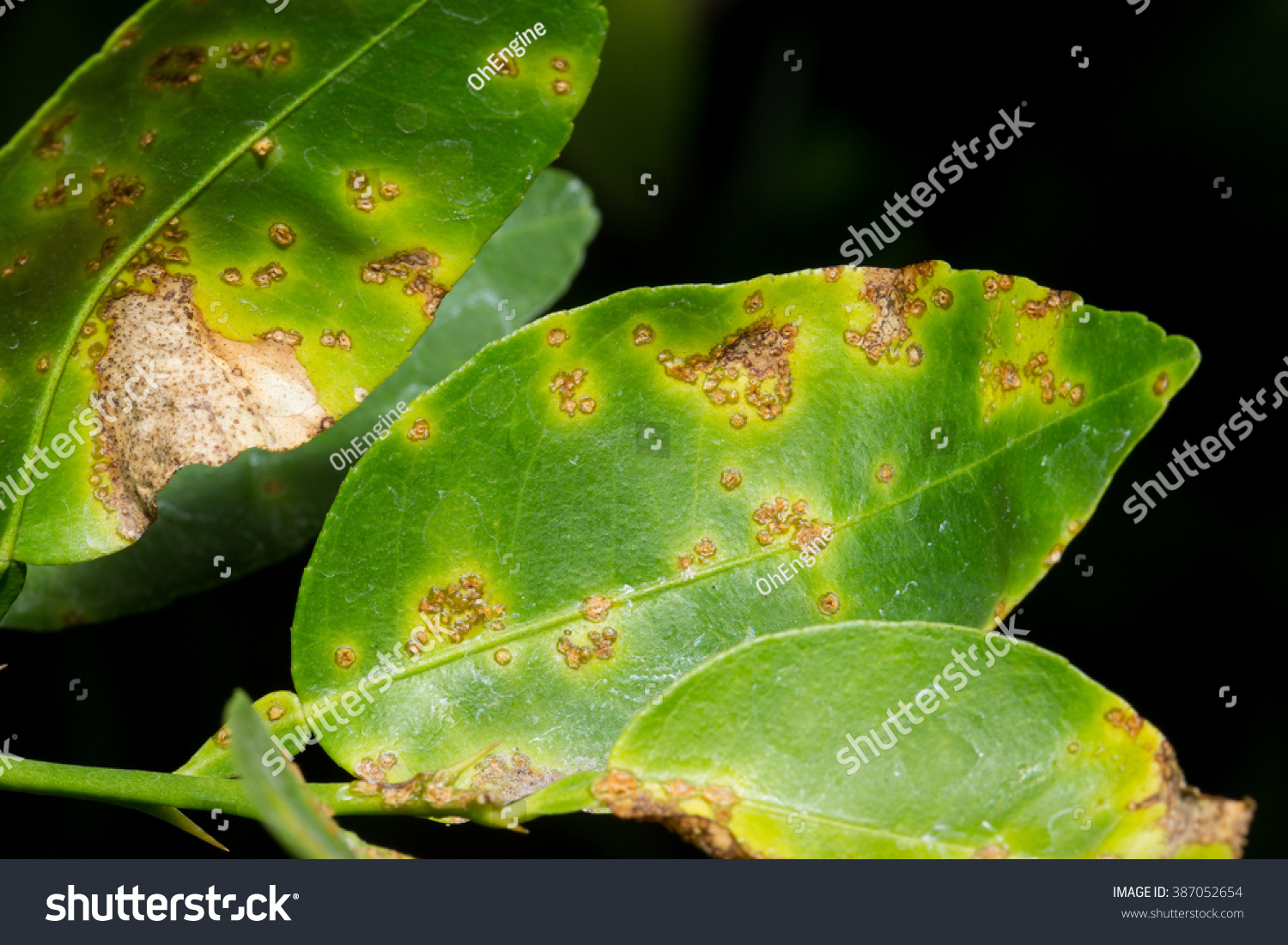 Canker Disease Plant Found Citrus Plants Stock Photo 387052654 ...