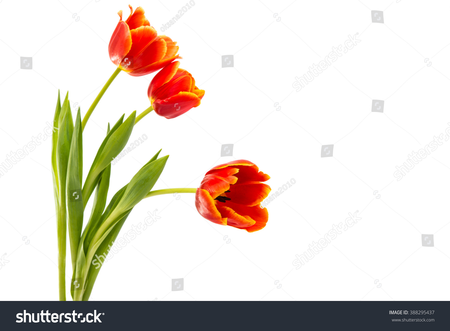 Red Tulip Isolated On White Background Stock Photo 388295437 | Shutterstock