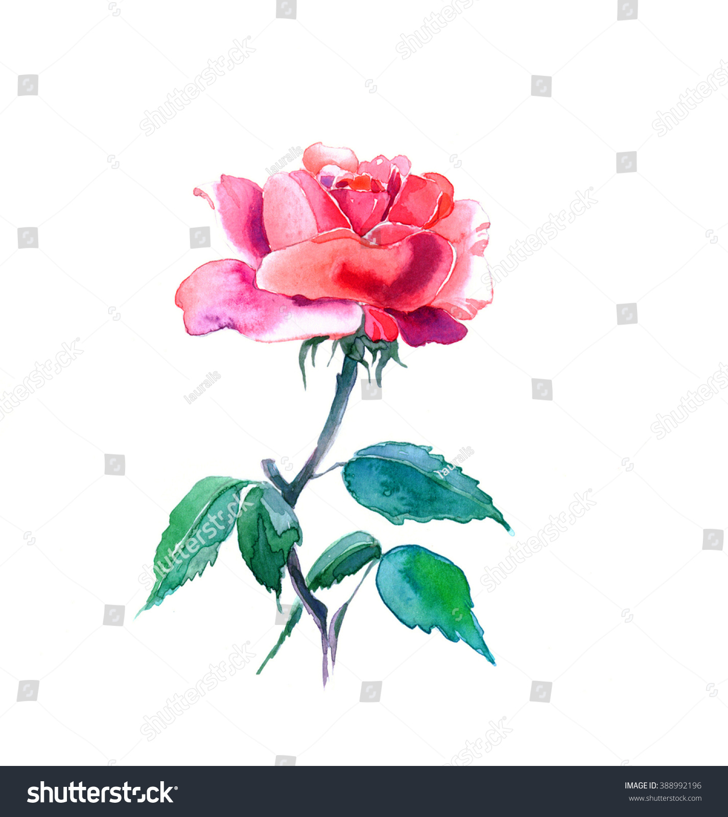 New View Rose Watercolor Hand Drawn Stock Illustration 388992196 ...