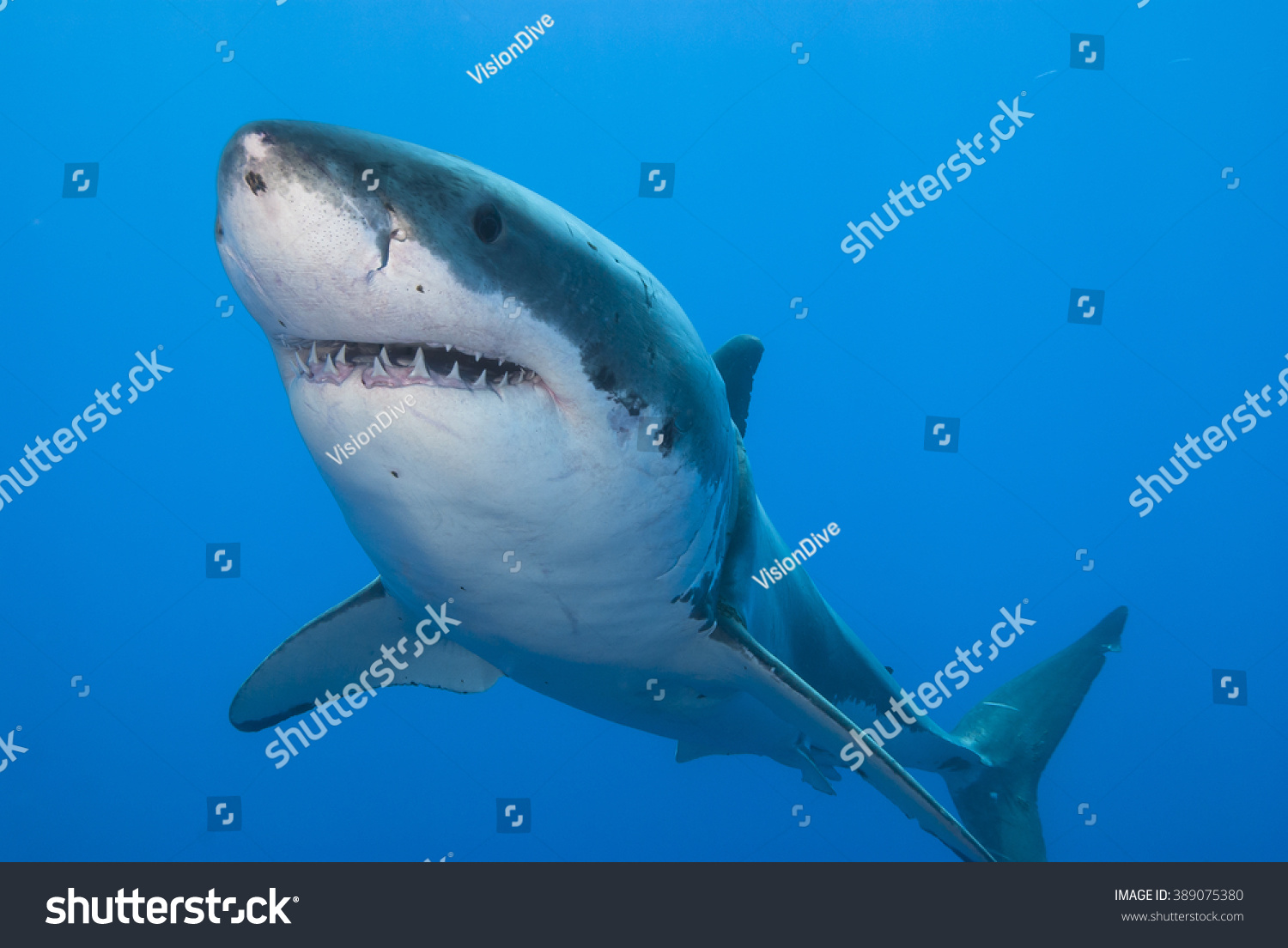 Closeup Great White Shark Showing Teeth Stock Photo 389075380 ...