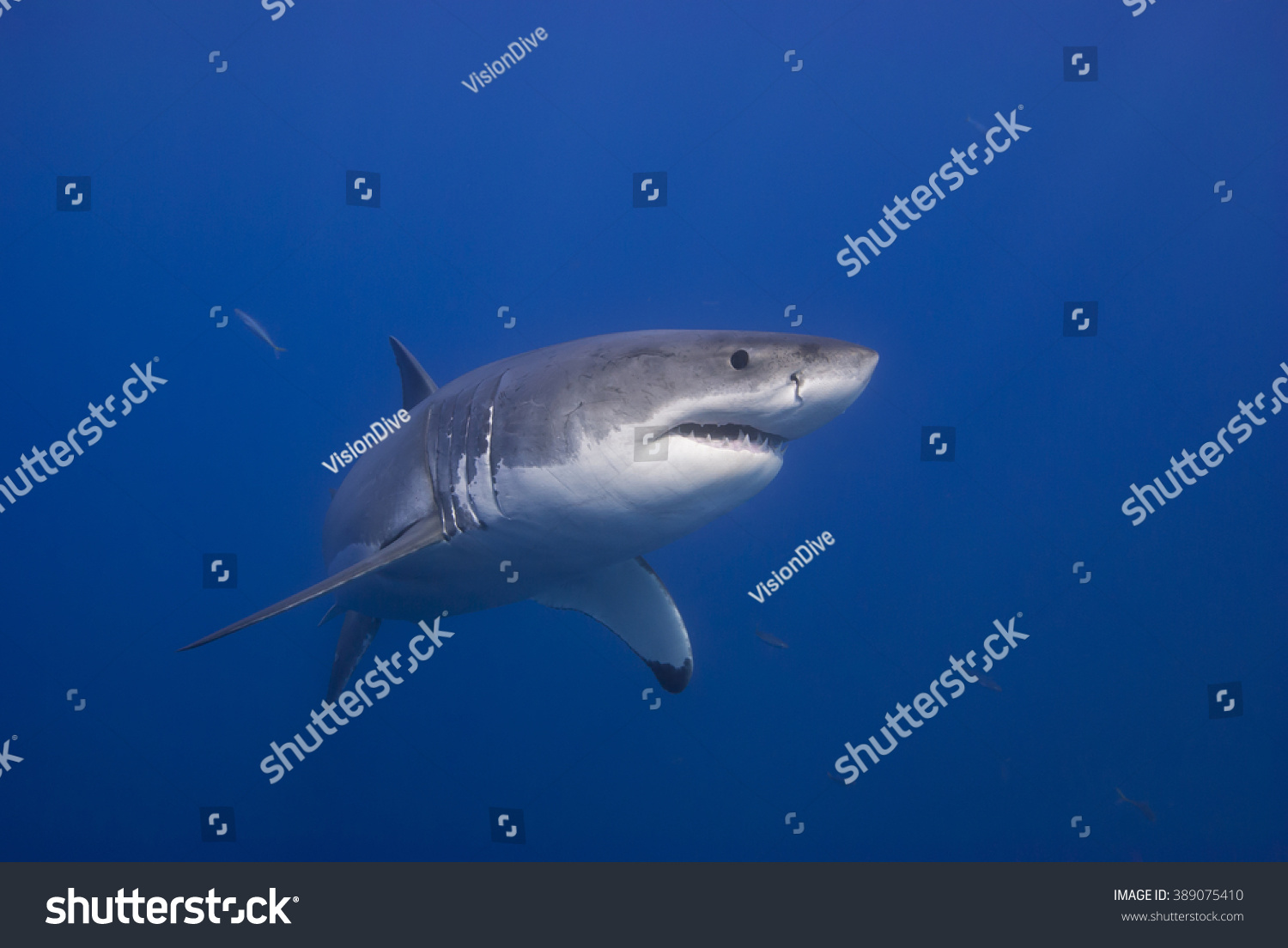 Great White Shark Bottom View Showing Stock Photo 389075410 | Shutterstock