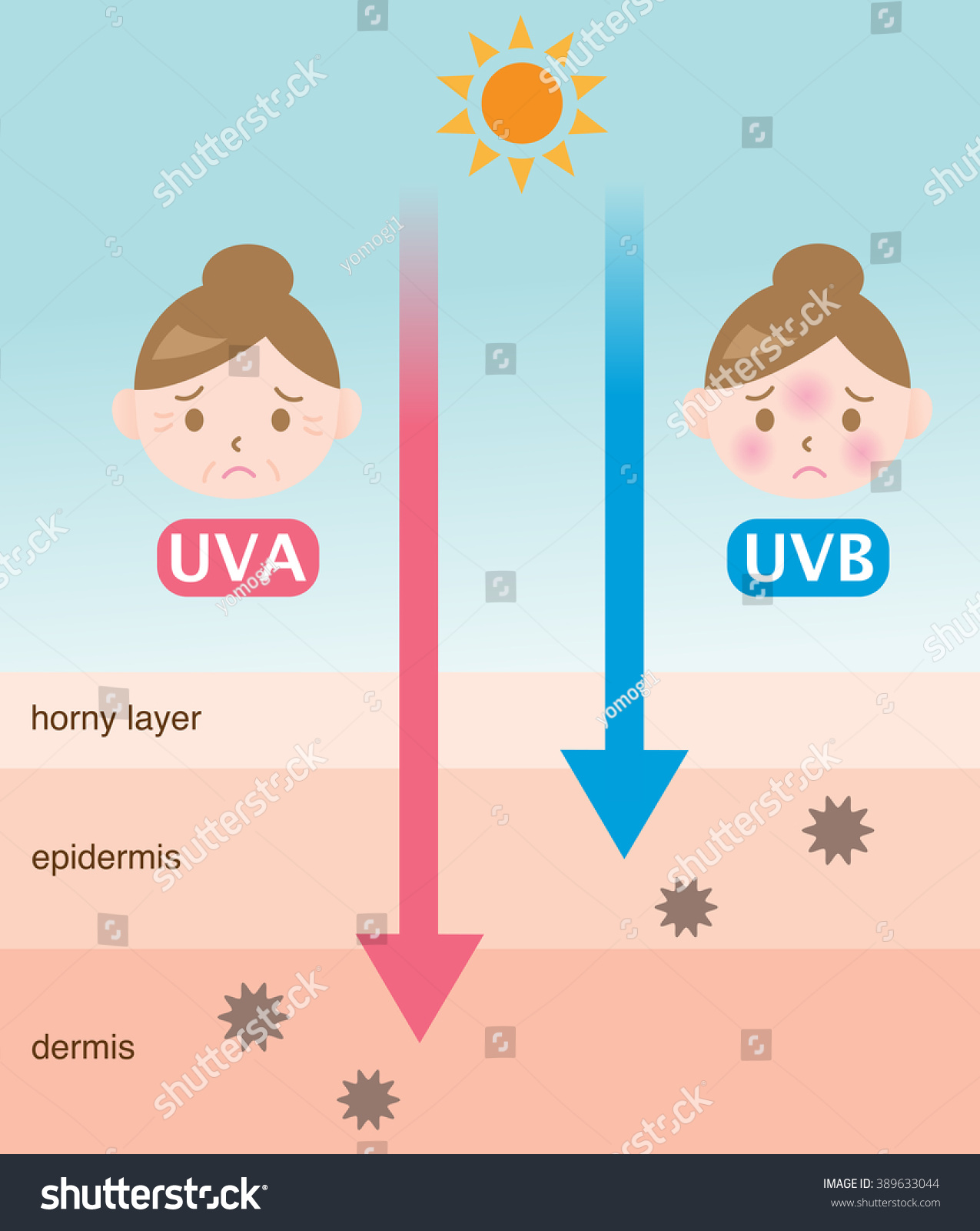 Infographic Skin Illustration Difference Between Uva Stock Vector ...