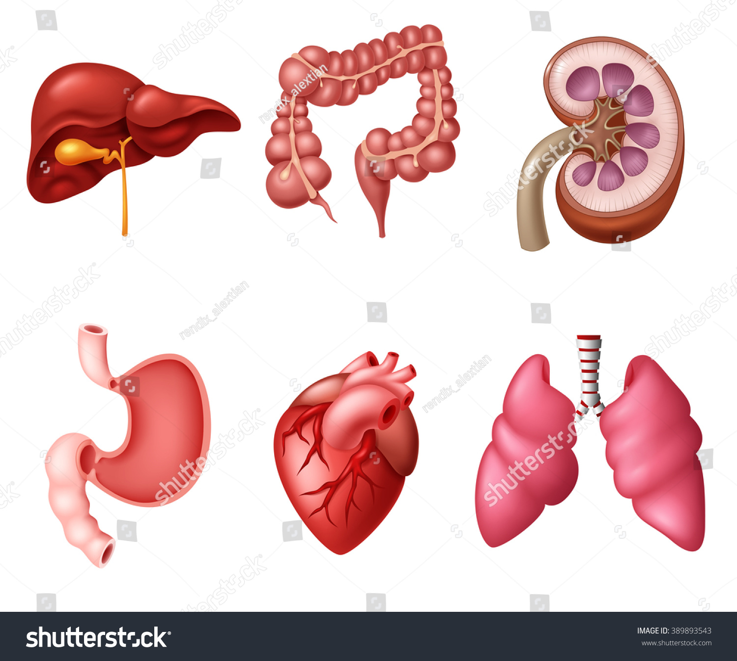 Internal Human Digestive System Sets Stock Illustration 389893543 ...