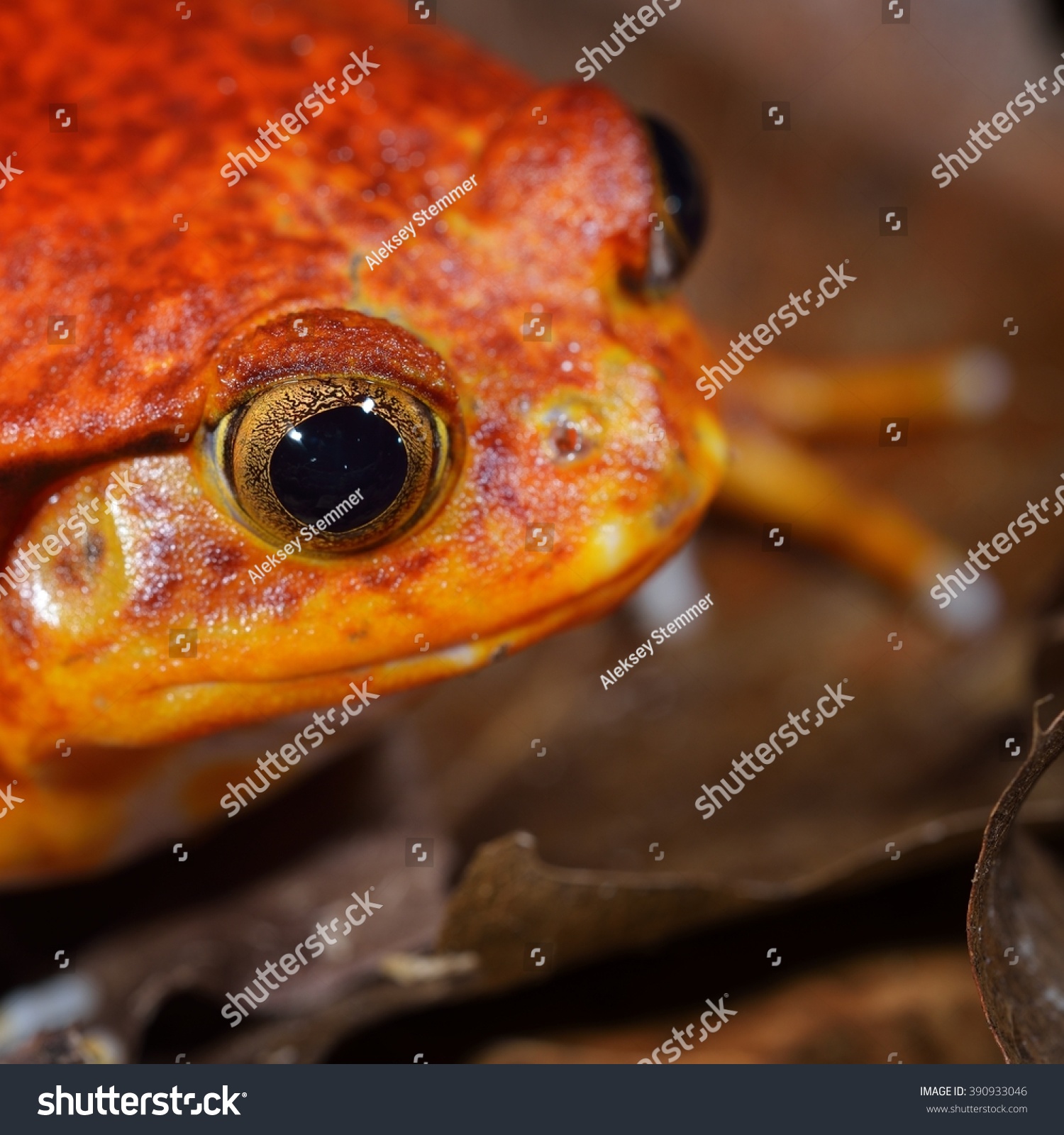 False Tomato Frog Dyscophus Guineti Terrarium Stock Photo 390933046