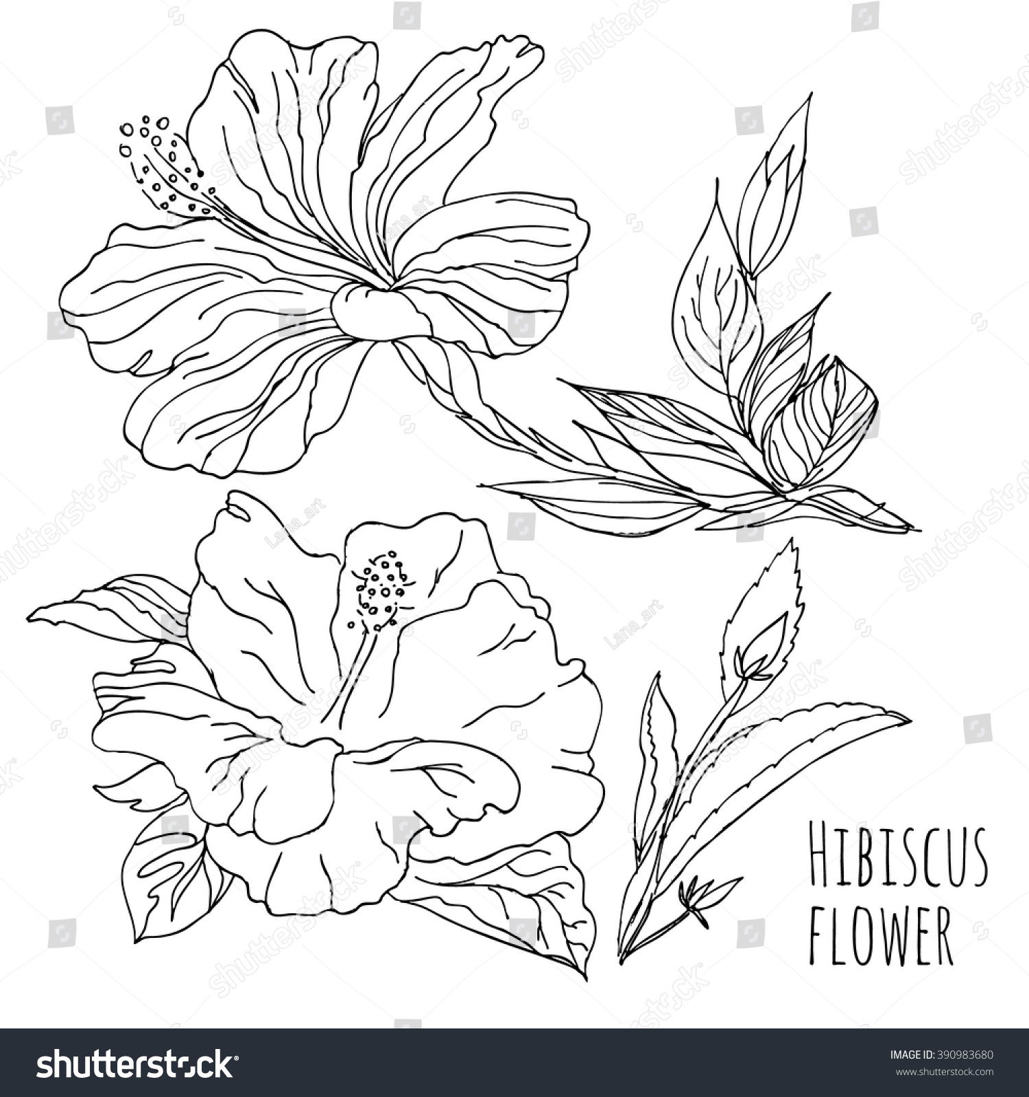 Hibiscus Flowerlinear Hand Drawing Vector Black Stock Vector (Royalty ...