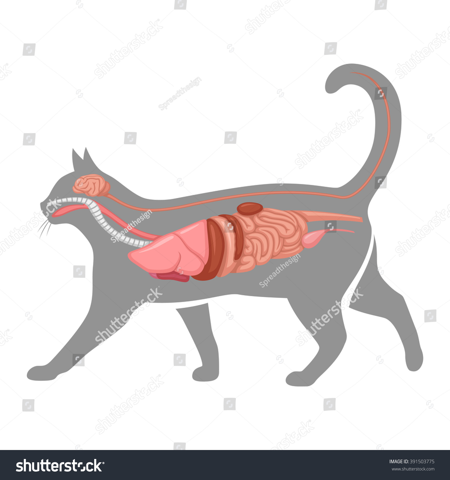 Cat Anatomy Stock Vector (Royalty Free) 391503775 | Shutterstock