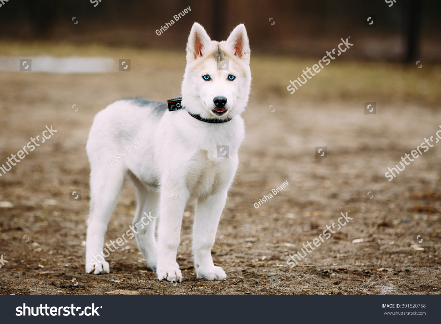 how much are all white huskies