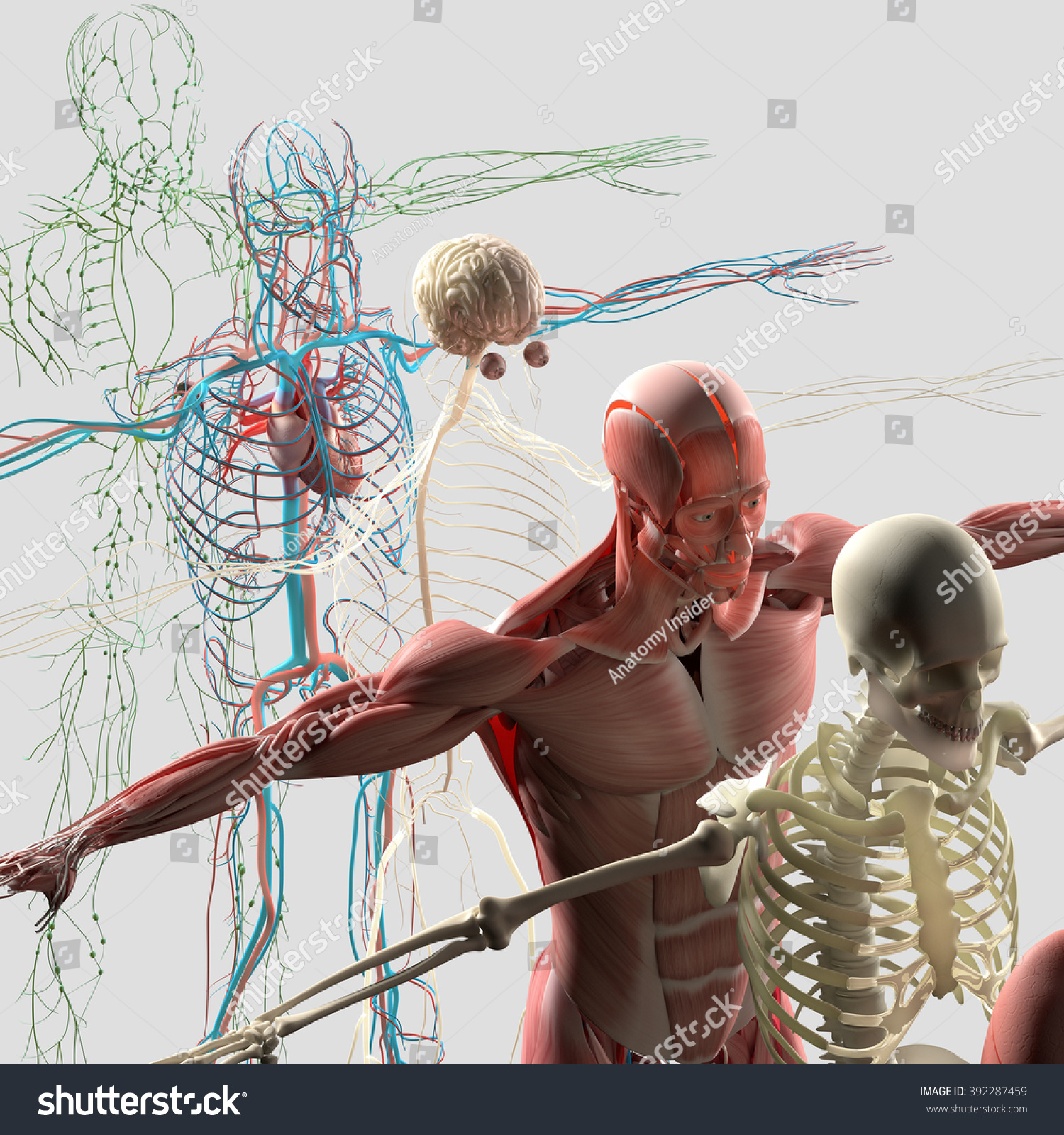 人体骨骼3D模型 - TurboSquid 1358705