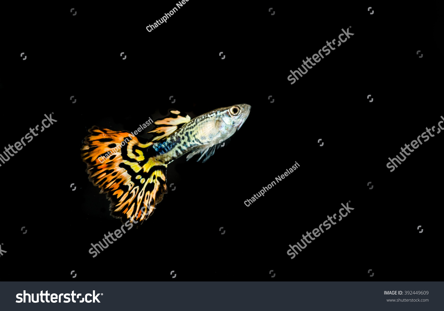 Guppy Marking Snake Orange Black Background Stock Photo 392449609 ...