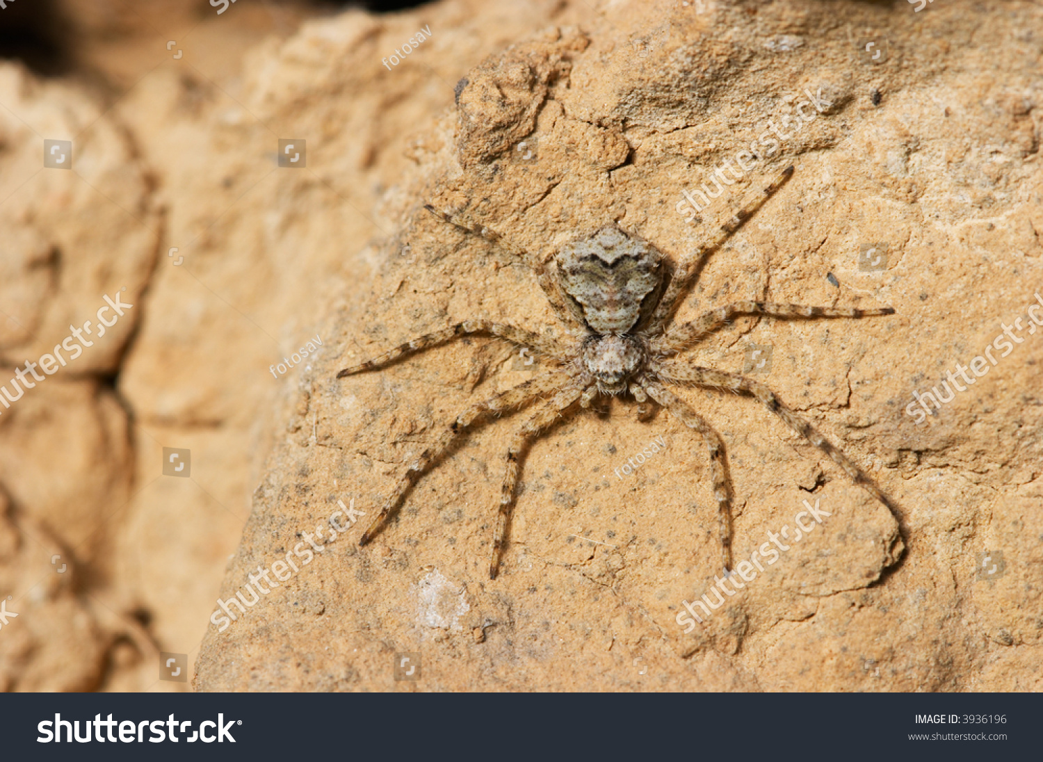 Mystical Spider Stock Photo 3936196 | Shutterstock