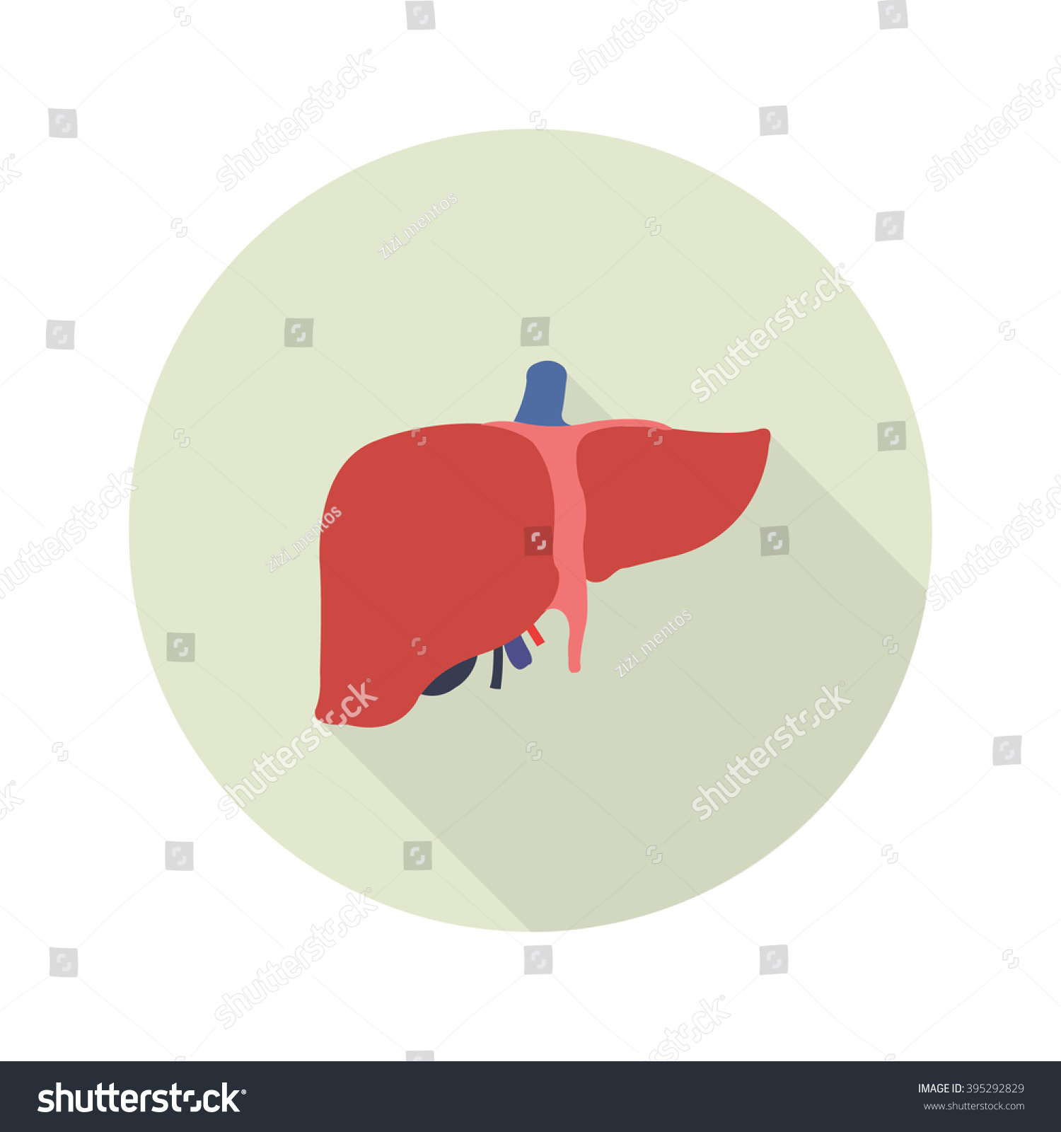 Human Liver Vector Illustration Stock Vector (Royalty Free) 395292829 ...