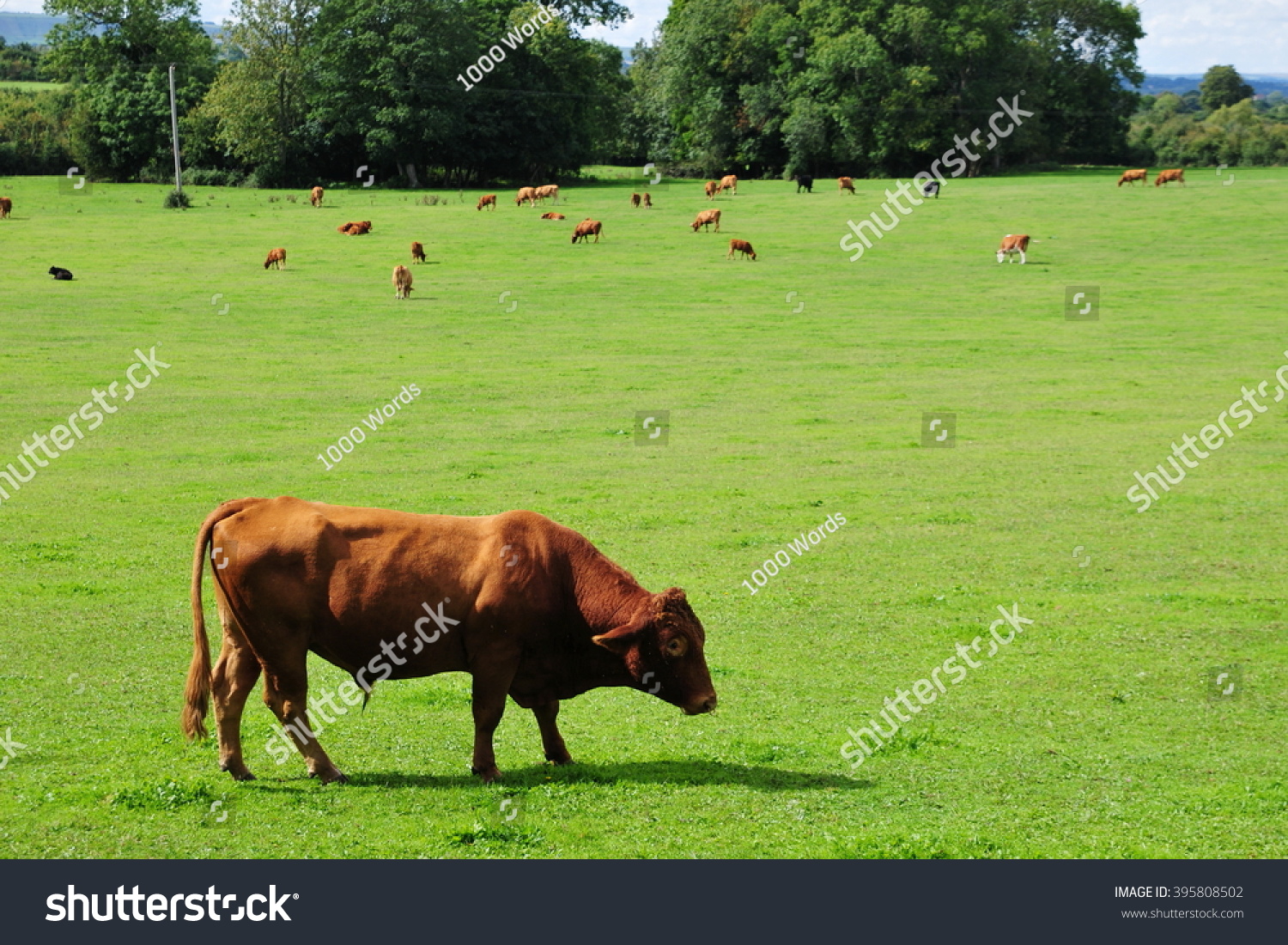 Cattle Graze Green Field Stock Photo Shutterstock