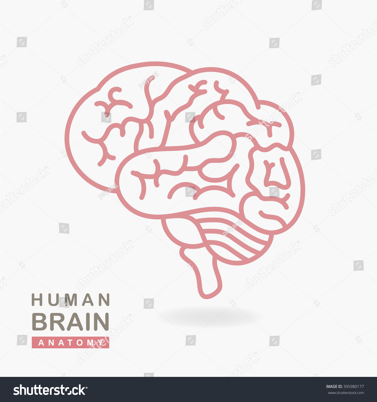 Medical Illustration Showing Structure Human Brain Stock Vector Royalty Free