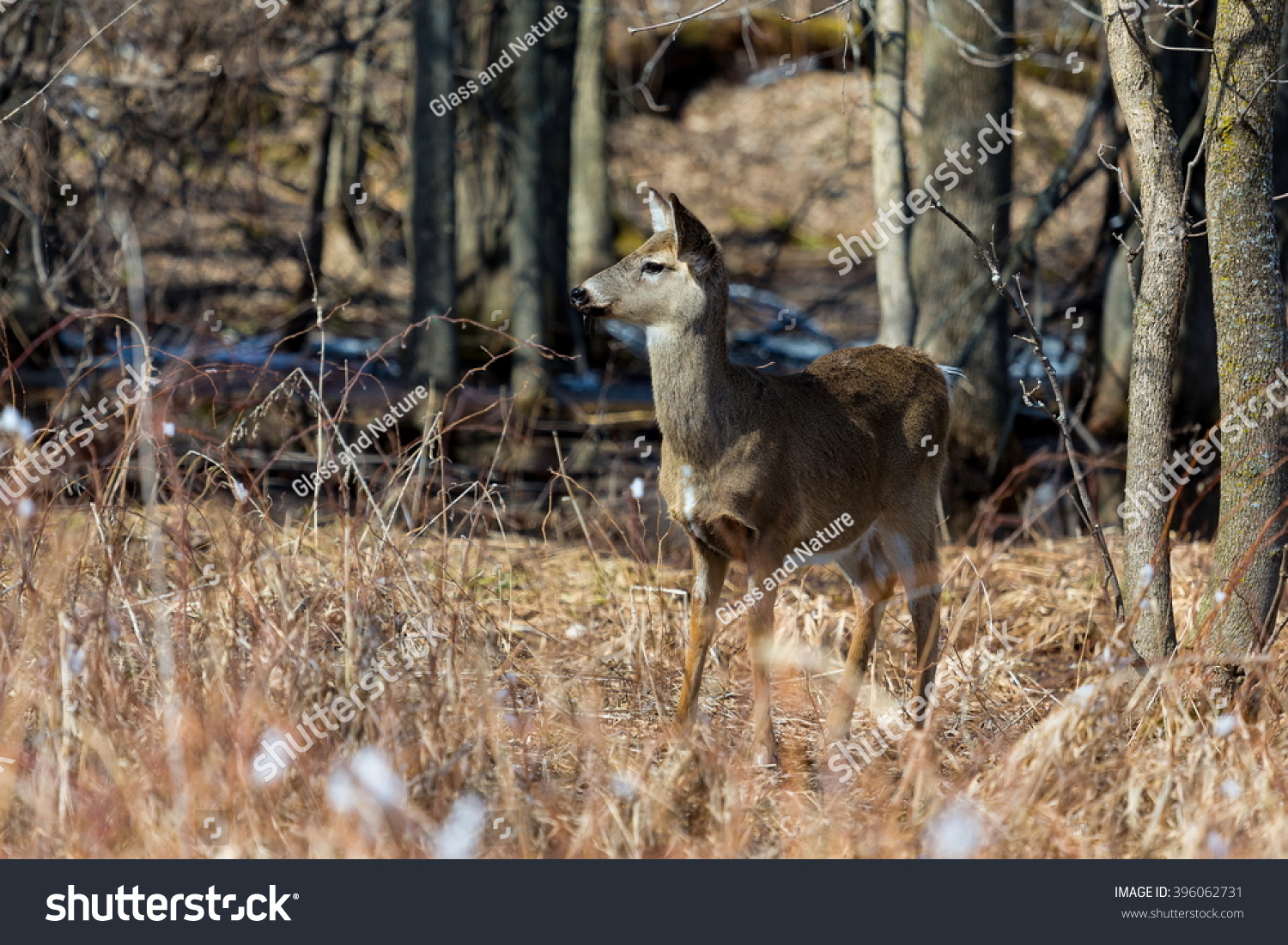 White Tailed Deer Boreal Forest Quebec Stock Photo 396062731 | Shutterstock