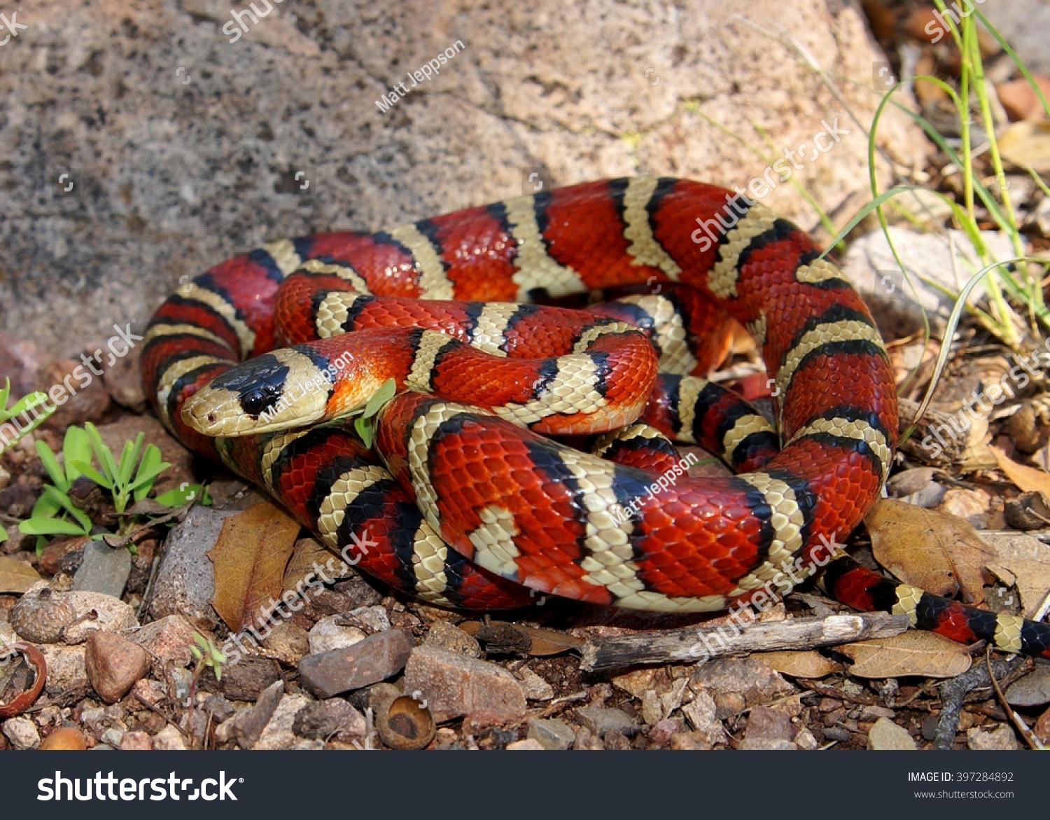 16,269 Red Yellow Snake Images, Stock Photos & Vectors | Shutterstock