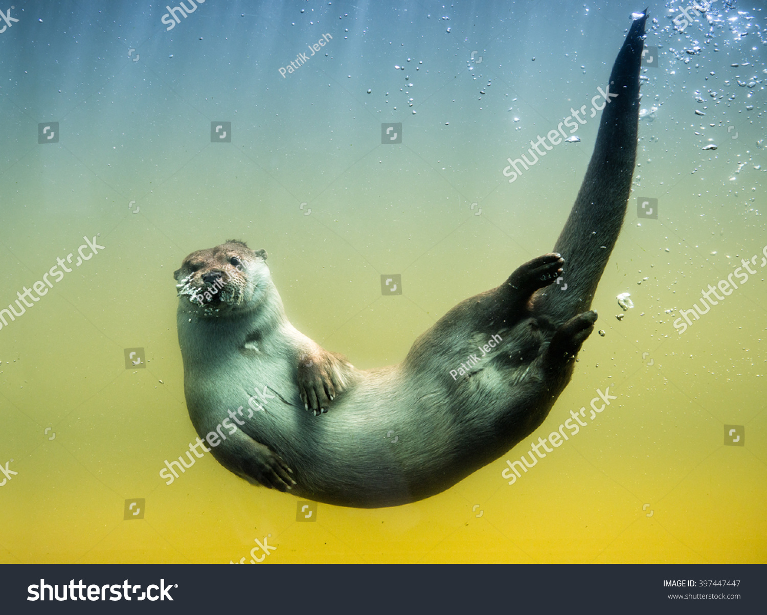 sea otter swimming underwater drawing