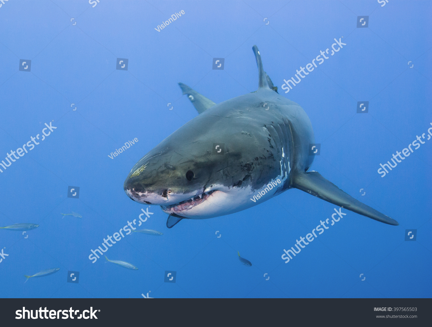 Great White Shark Very Close Headon Stock Photo 397565503 | Shutterstock