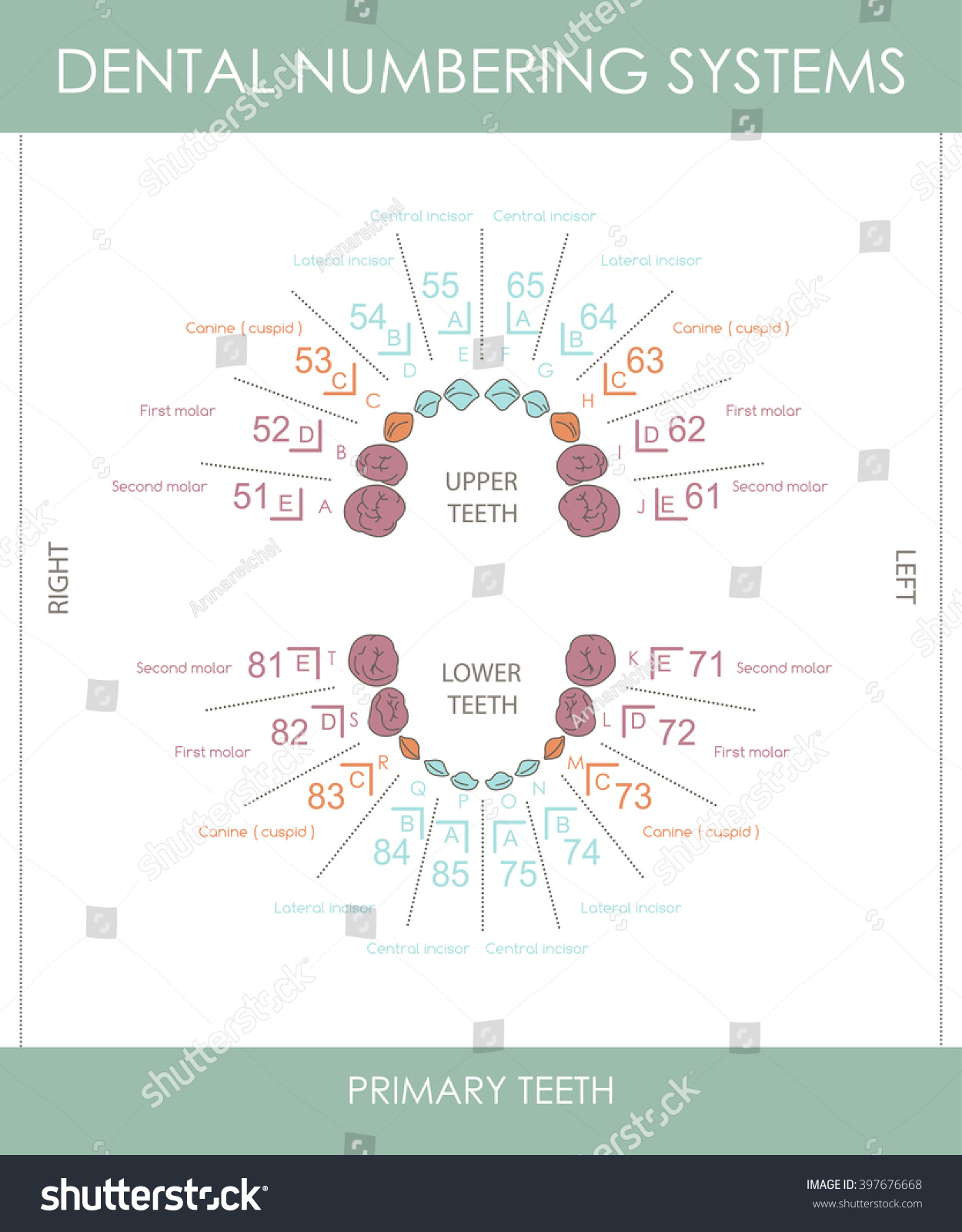 Primary Teeth Numbering Systems