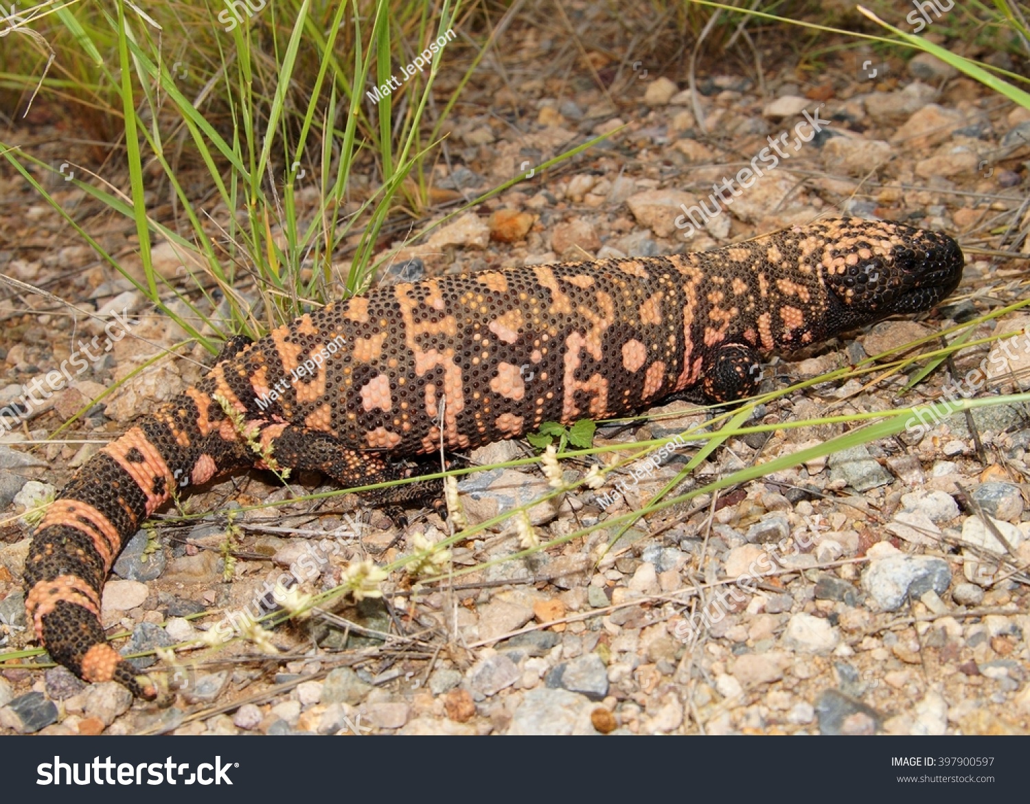 banded gila monster