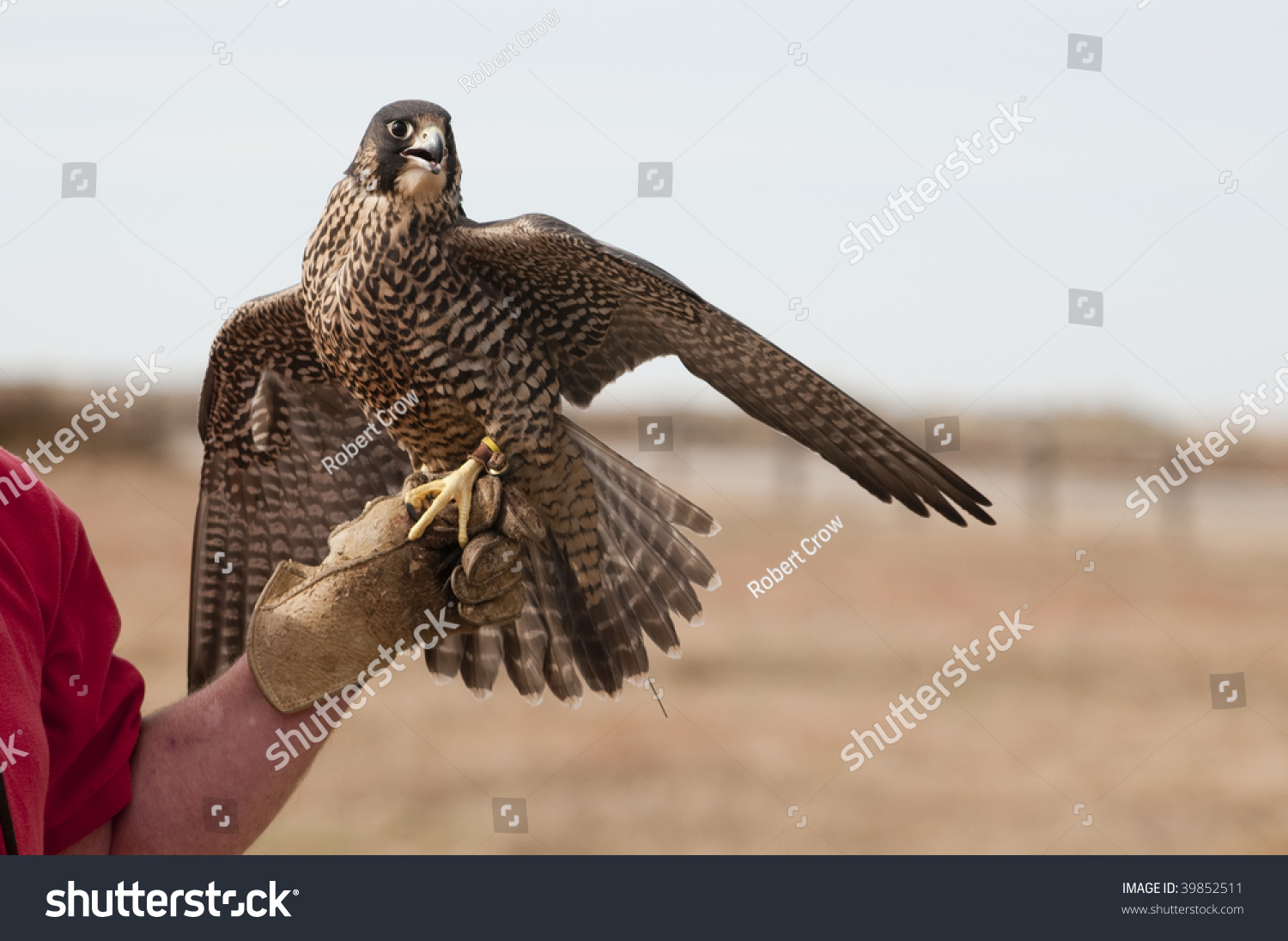 Peregrine Falcon World Center Birds Prey Stock Photo 39852511