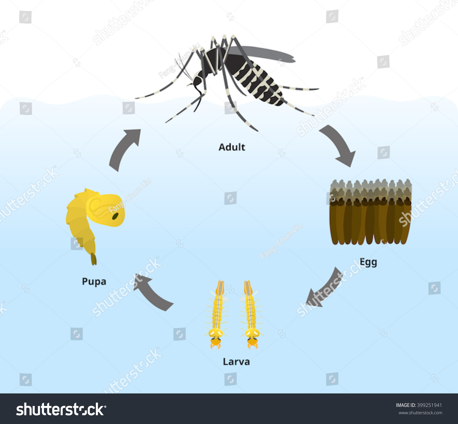 Life Cycle Mosquitos Stock Vector (Royalty Free) 399251941 | Shutterstock