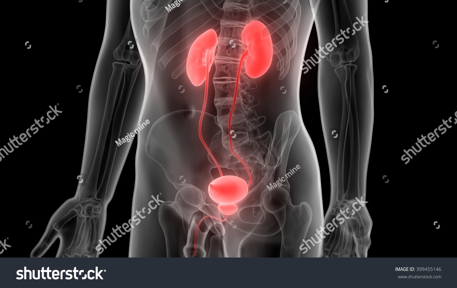 3d Illustration Human Body Organs Kidneys Stock Illustration 399455146 ...