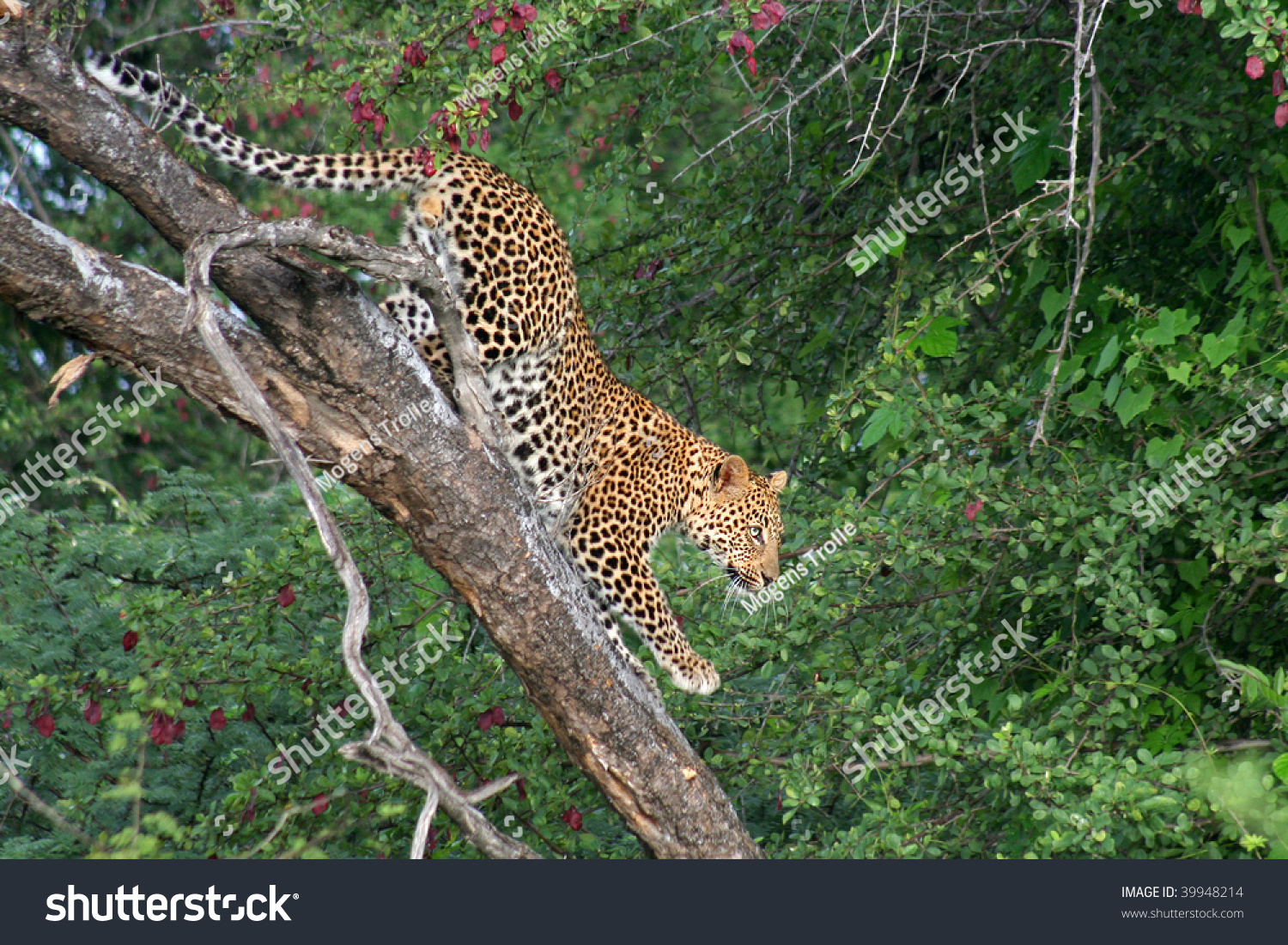 jaguar climbing down tree