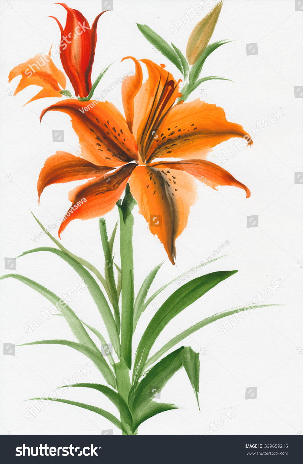 Beautiful Lily Flower Watercolor Painting Isolated Stock Illustration ...