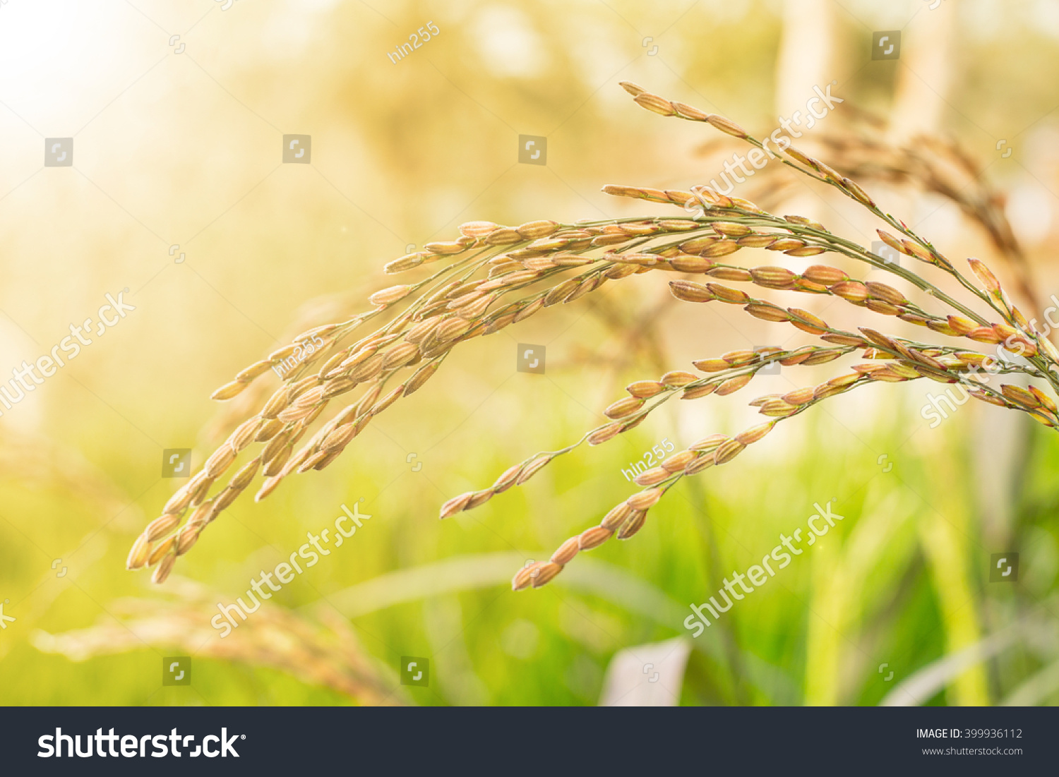 305 Flied Rice Images, Stock Photos & Vectors | Shutterstock