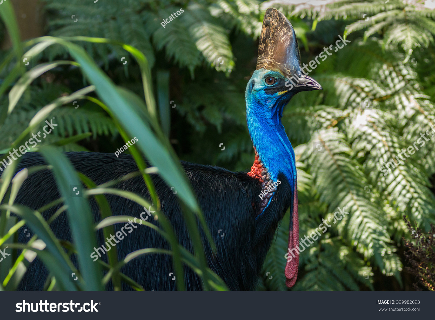 Southern Cassowaries Daintree National Park Stock Photo 399982693 ...