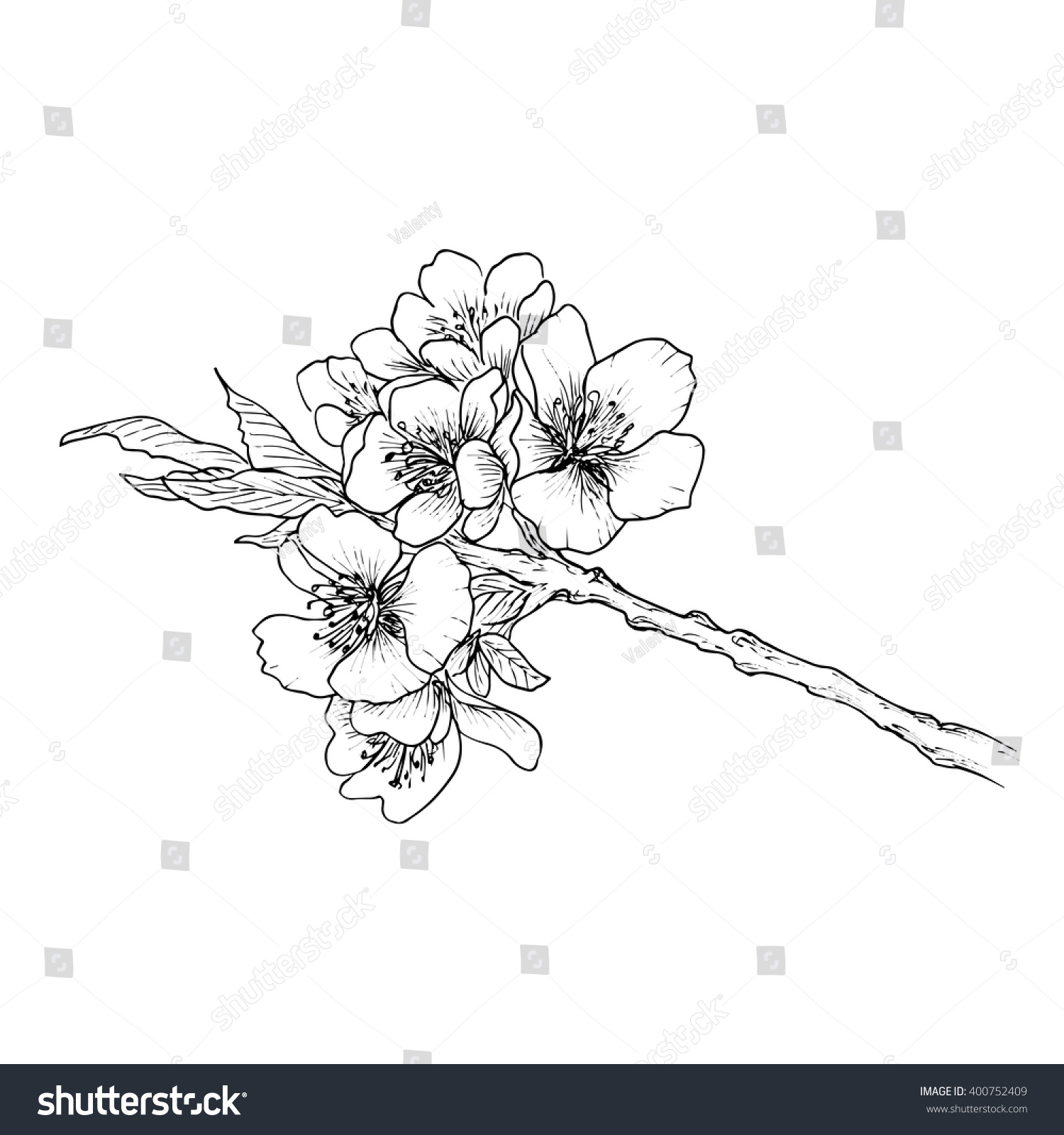 Hand Drawn Branch Cherry Blossom Isolated Stock Vector (Royalty Free ...