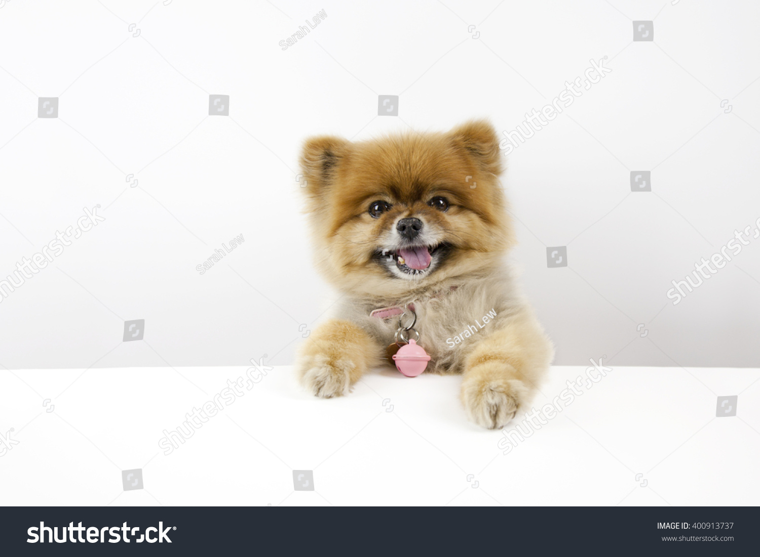 brown teddy bear pomeranian