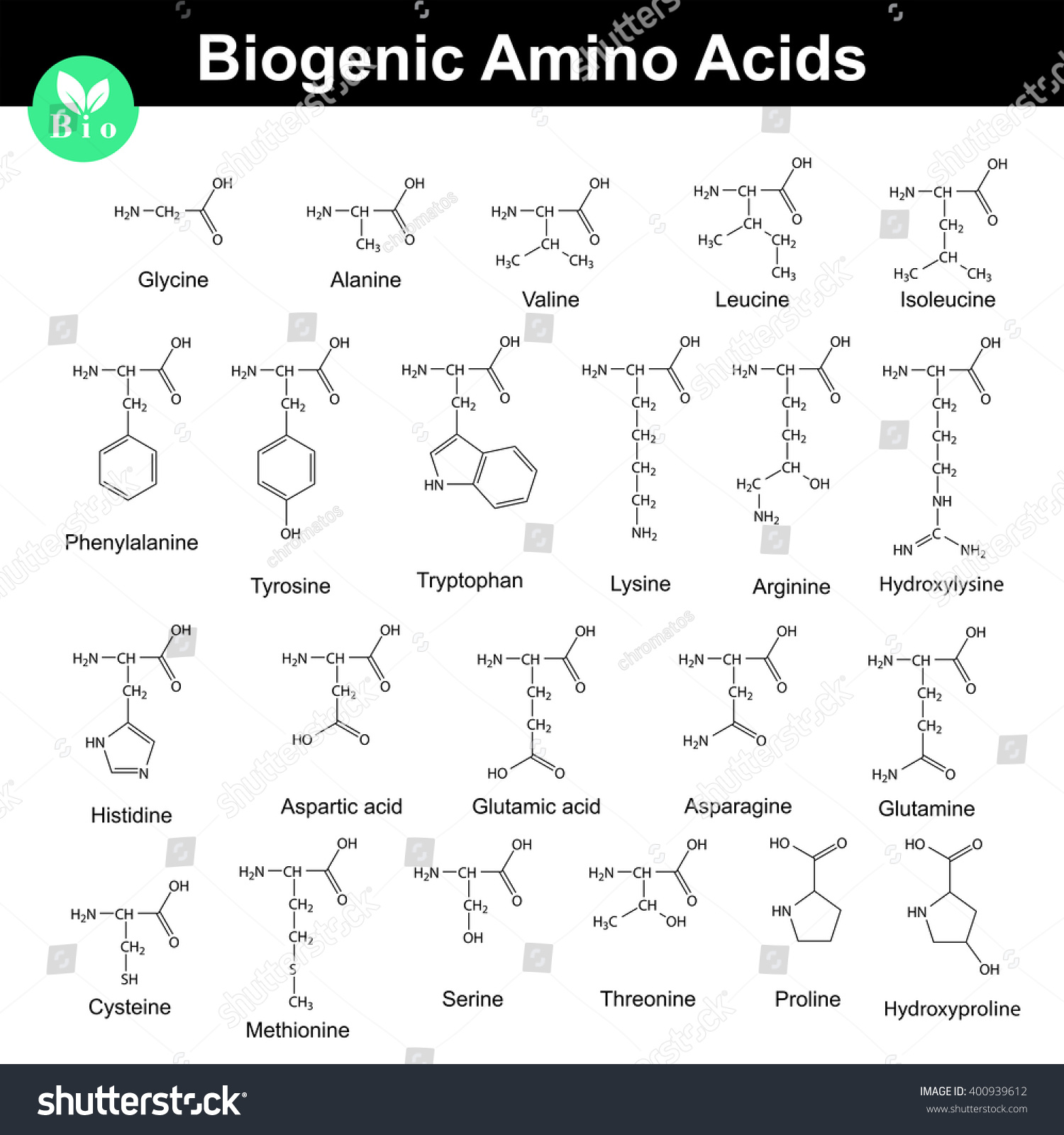 Aminoácidos Biogénicos Fórmulas Moleculares Estructurales Vectores Vector De Stock Libre De 5845
