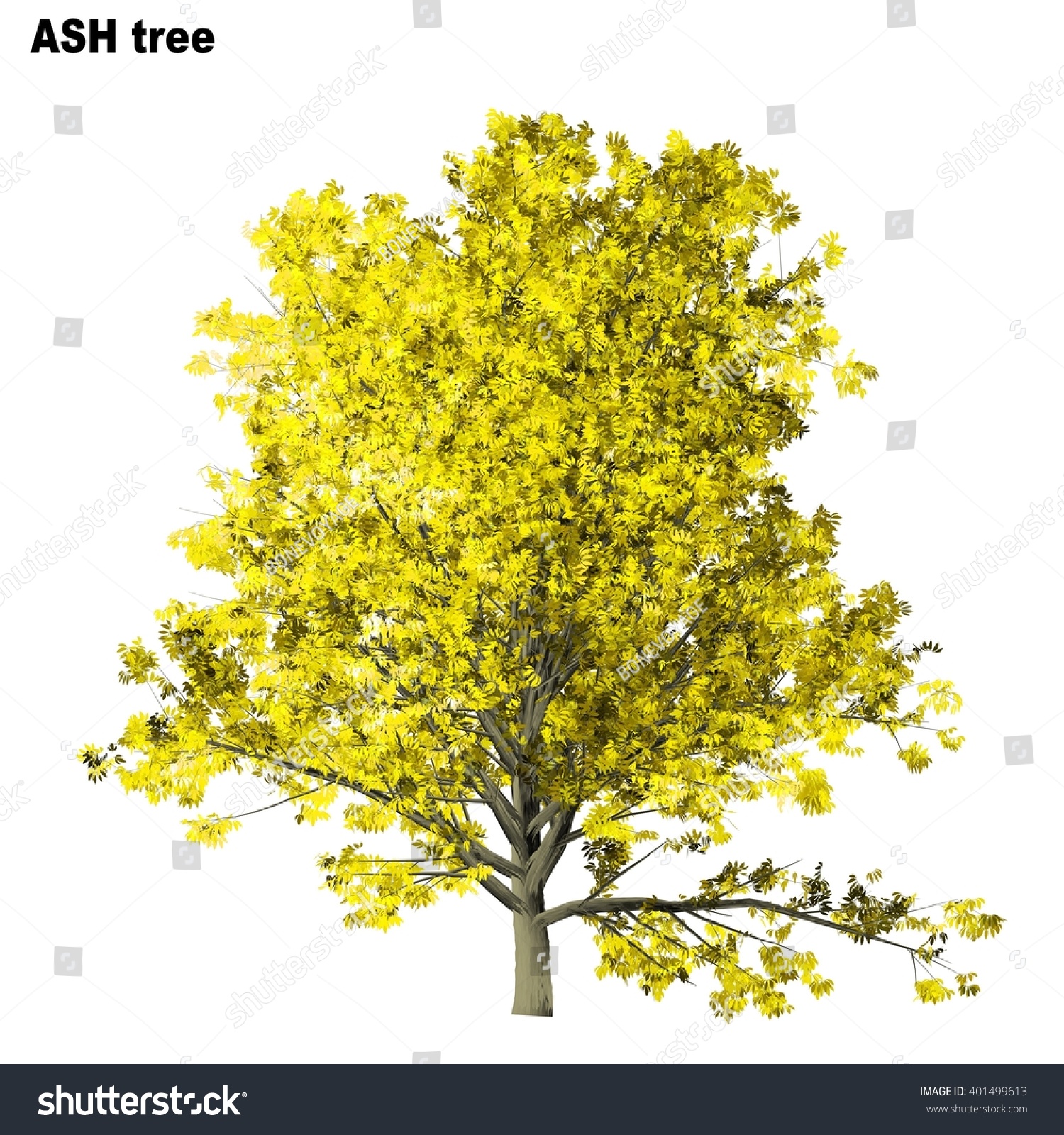 Ash Tree Isolated On White Background Stock Illustration 401499613