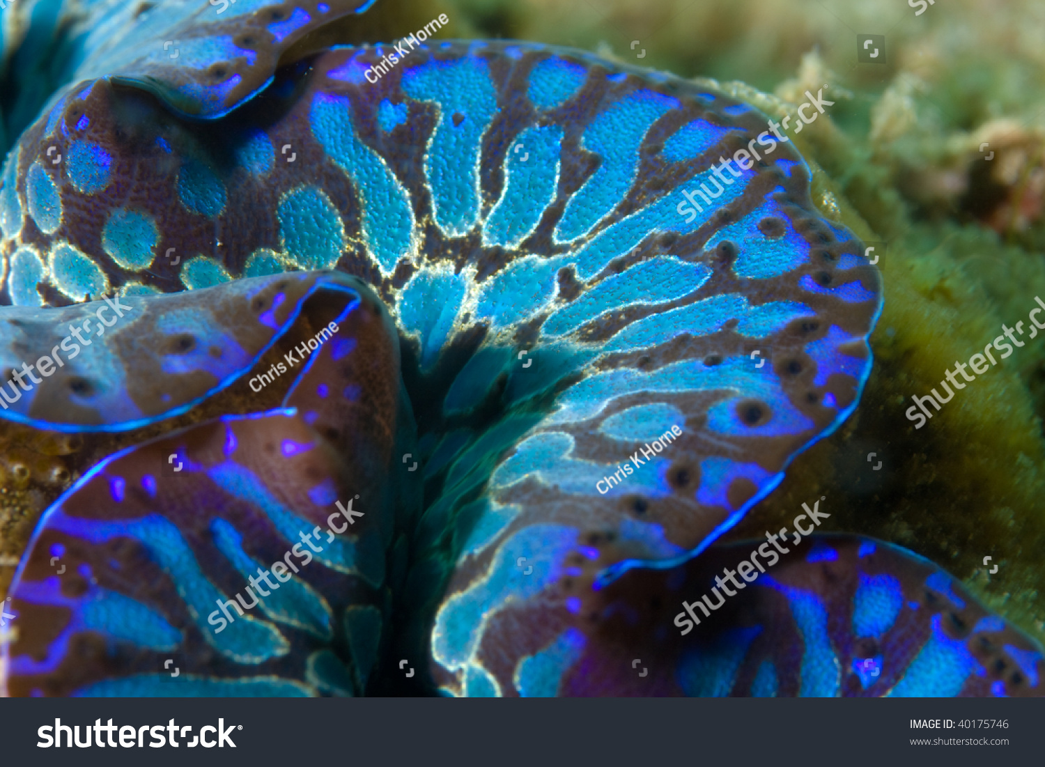 Giant Clam Tridacna Maxima Stock Photo 40175746 | Shutterstock