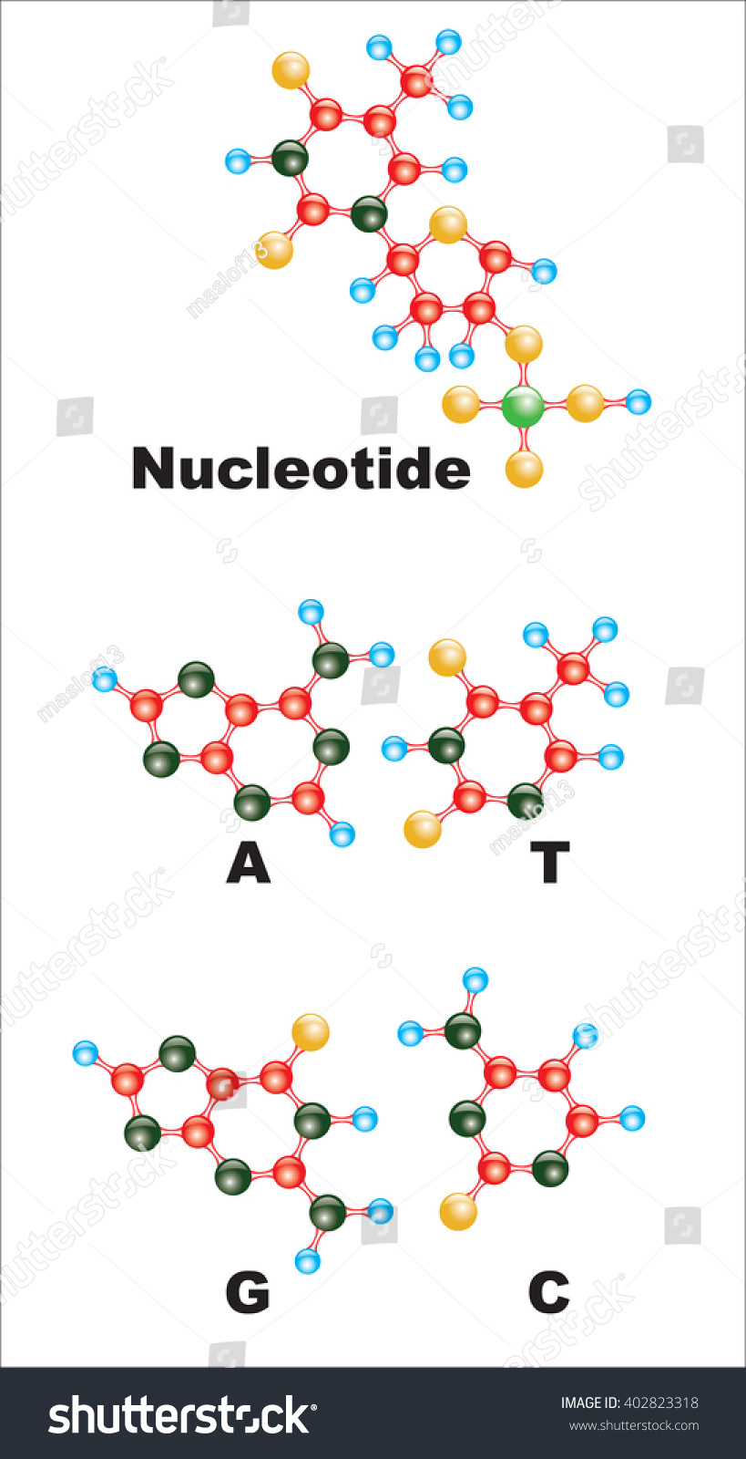 Poster Depicts Structure Nucleotides Dna Stock Vector (royalty Free 