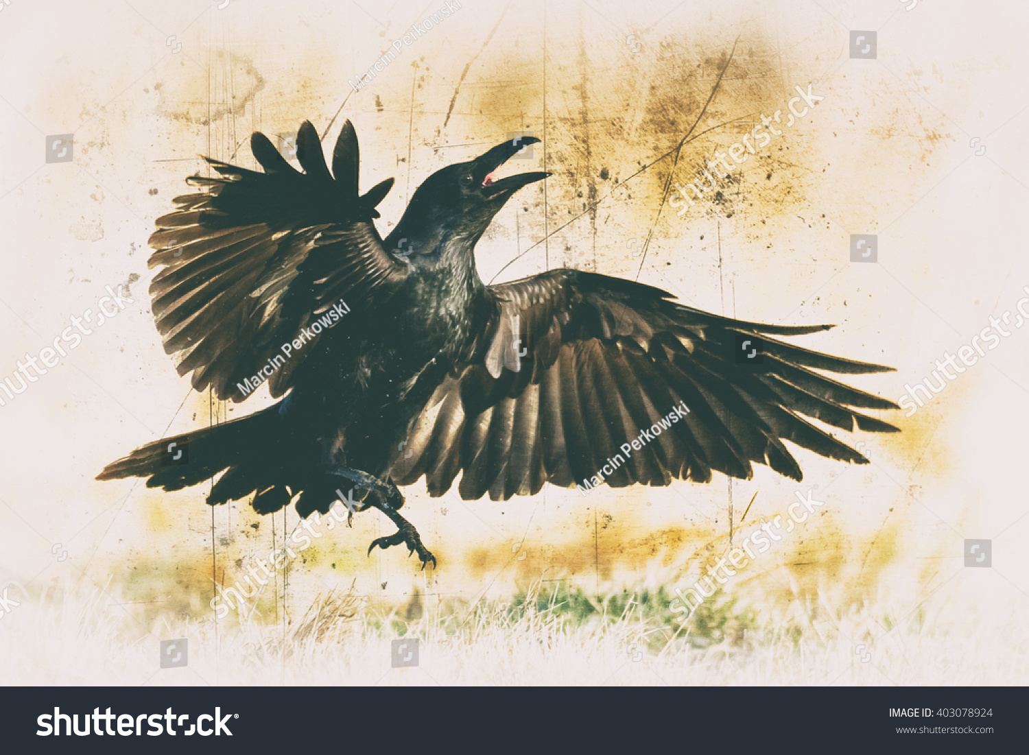 Black Raven Corvus Corax Scary Creepy Stock Photo 403078924 | Shutterstock