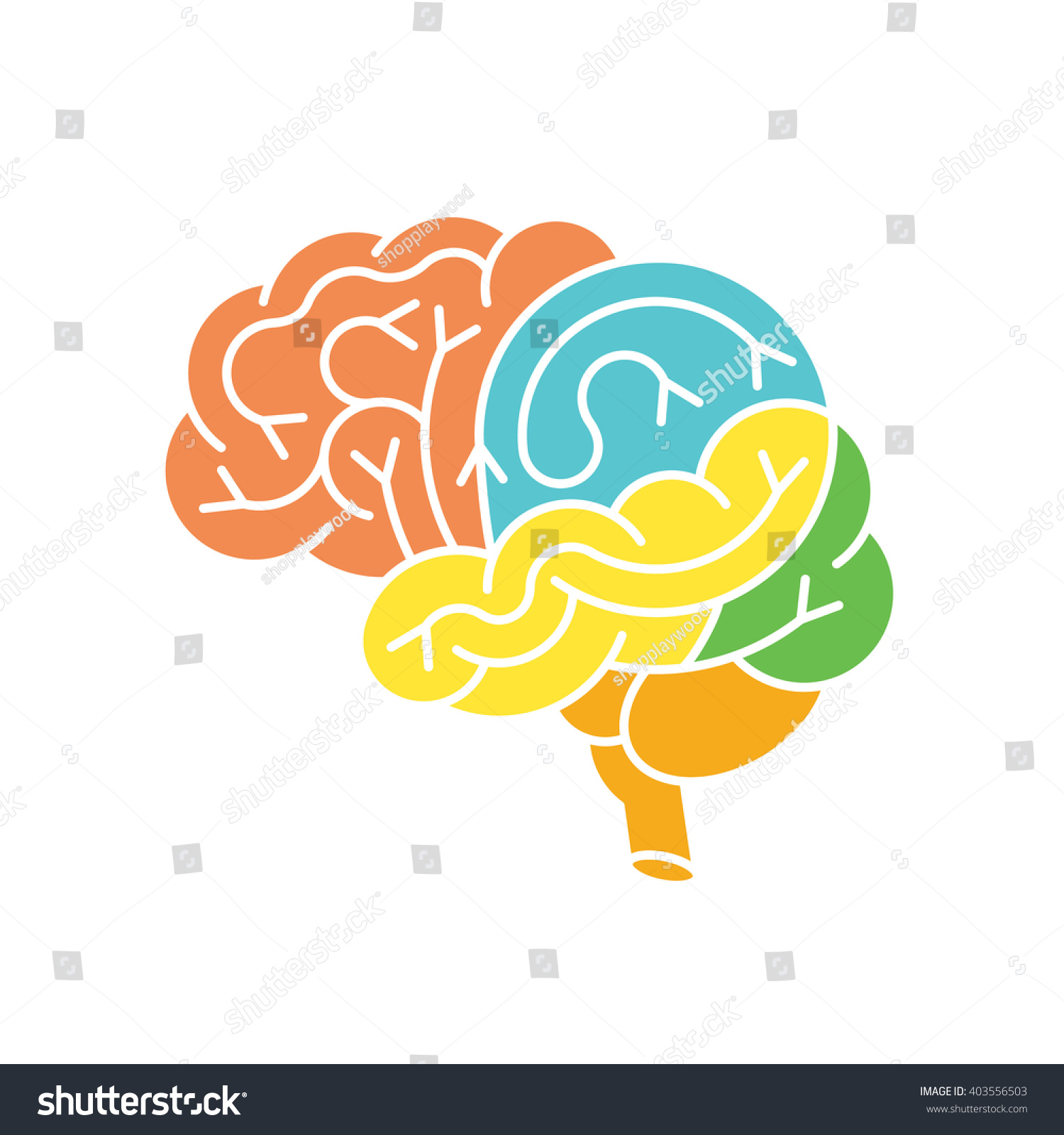 Human Brain Anatomy Structure Human Brain Stock Vector Royalty Free Human Brain Anatomy Structure Human Brain Stock Vector Royalty Free