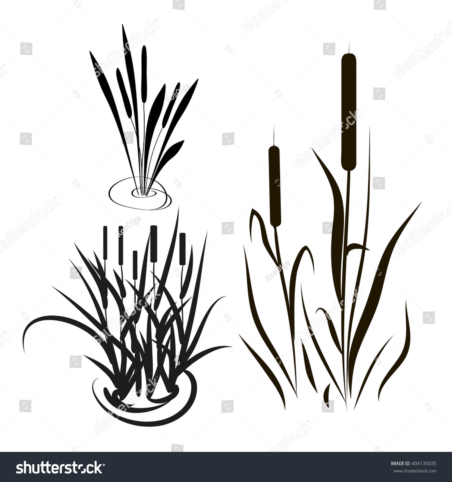 Bulrush Sedge Set Silhouette Black Picture Stock Vector (Royalty Free ...