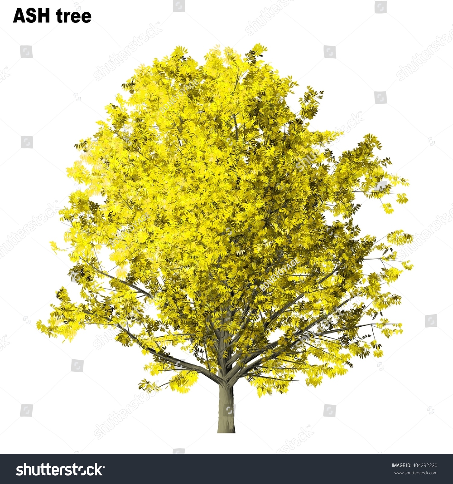 Ash Tree Isolated On White Background Stock Illustration 404292220