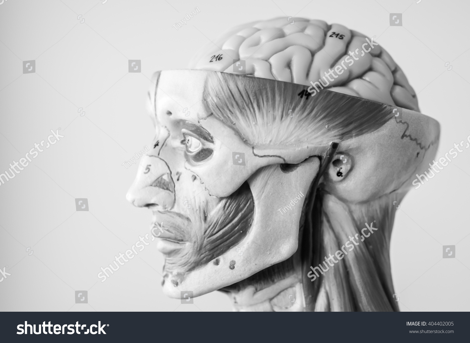 Model Human Anatomy Black White Color Stock Photo 404402005 | Shutterstock
