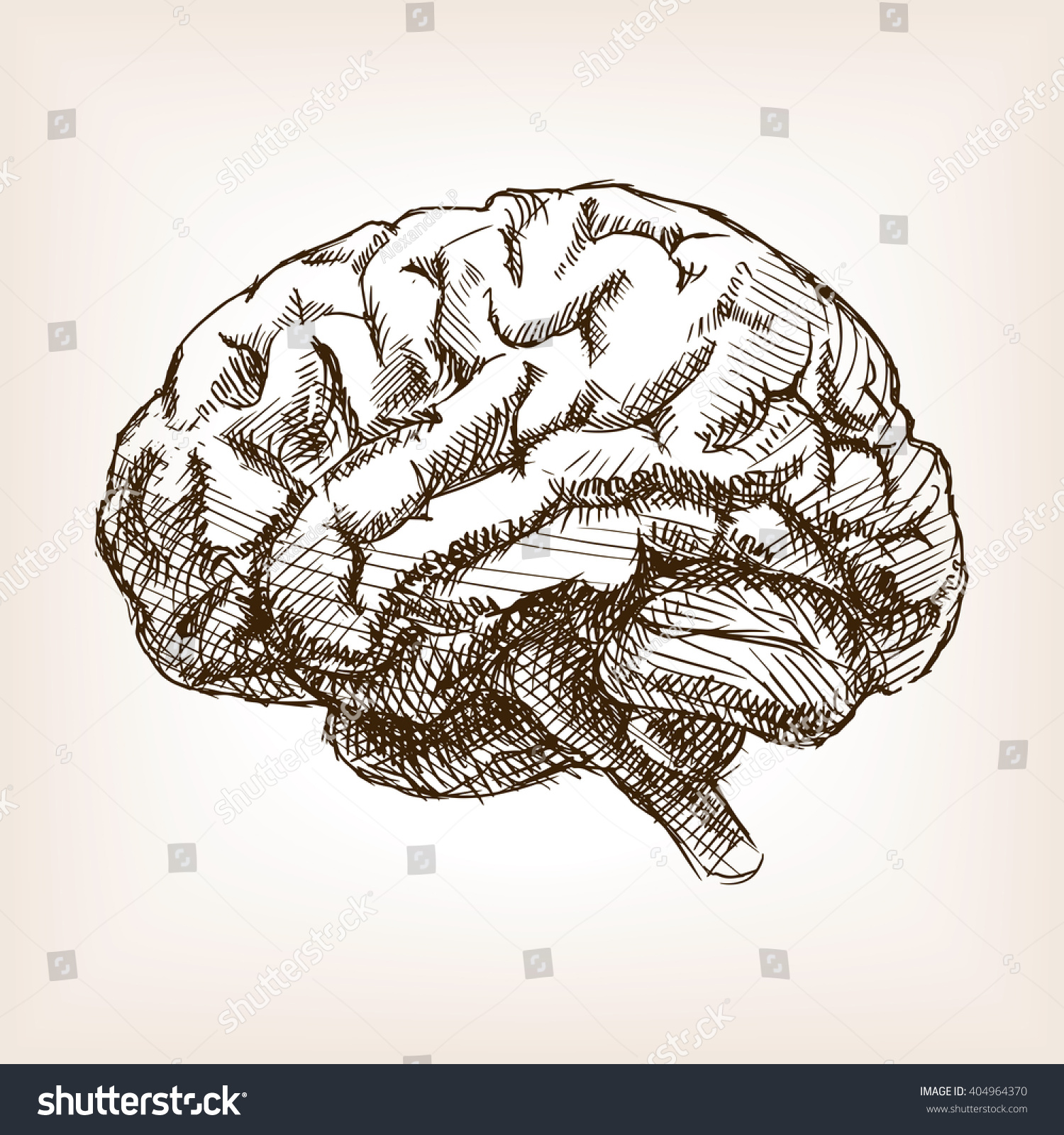 Human Brain Sketch Style Vector Illustration Stock Vector (Royalty Free ...