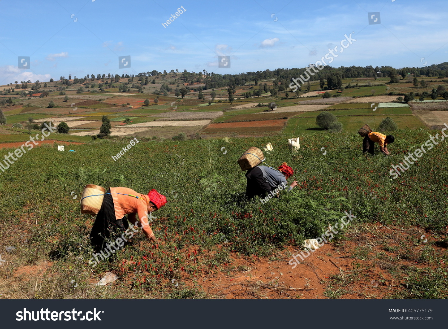 Harvesting Farming Myanmar Stock Photo 406775179 | Shutterstock