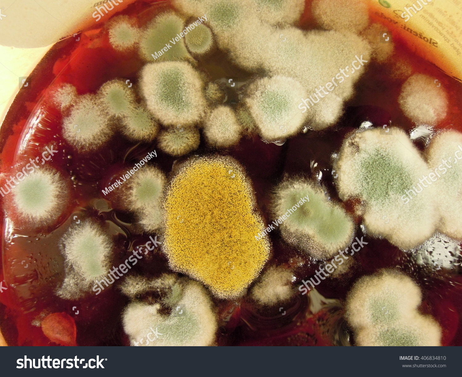 Penicillium Mold House Stock Photo 406834810 | Shutterstock