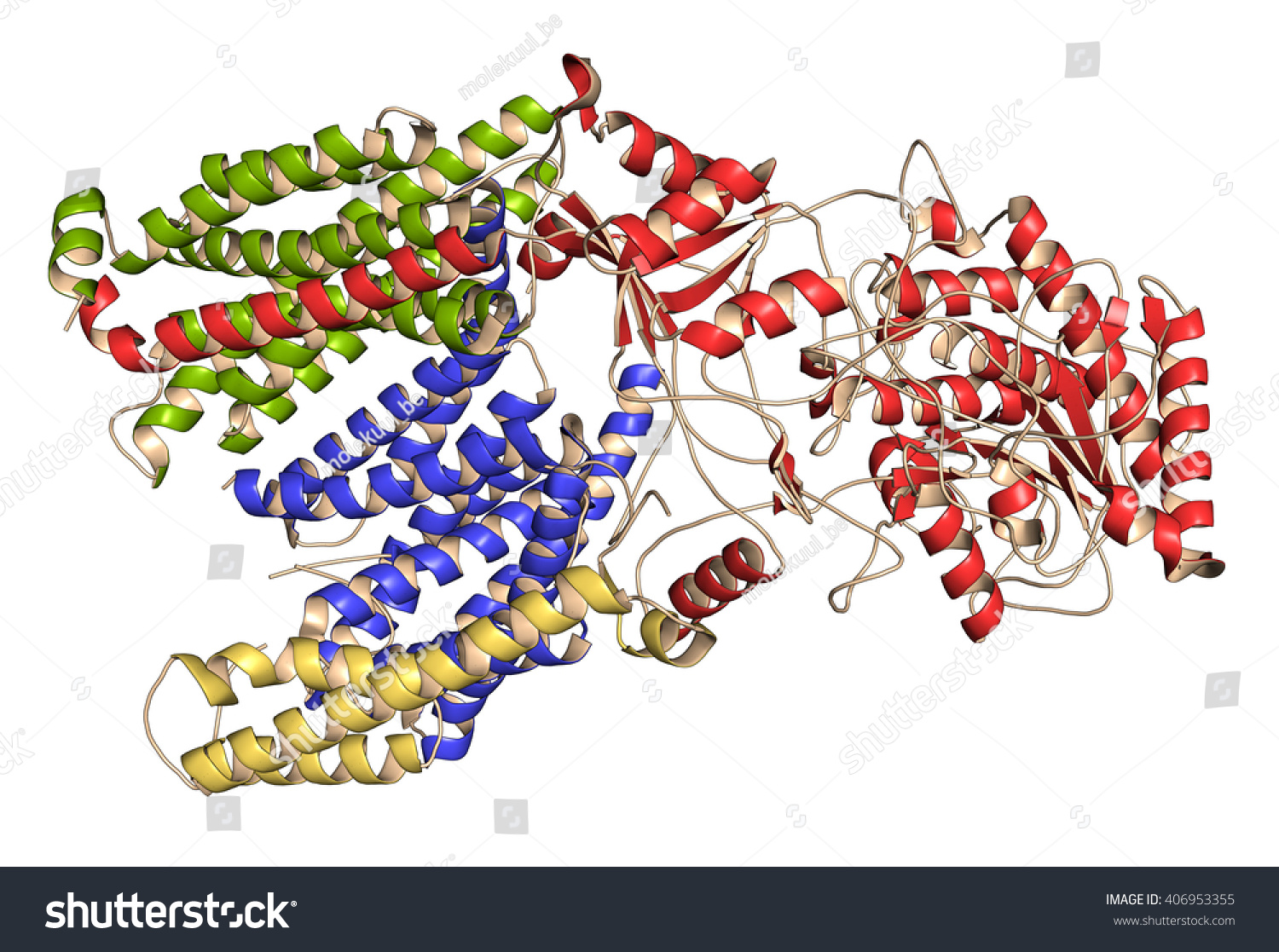 Структура белка закодирована в молекуле днк. Гамма секретаза. Бета амилоид молекула. Бета-секретаза. Белок предшественник бета амилоида.