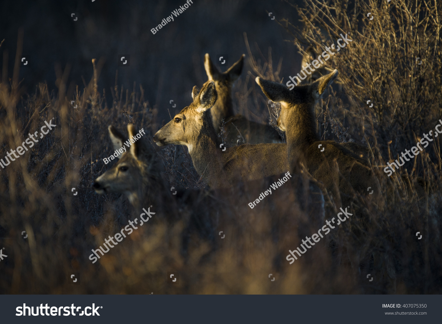 Mule Deer Odocoileus Hemionus Forage Sunset Stock Photo 407075350