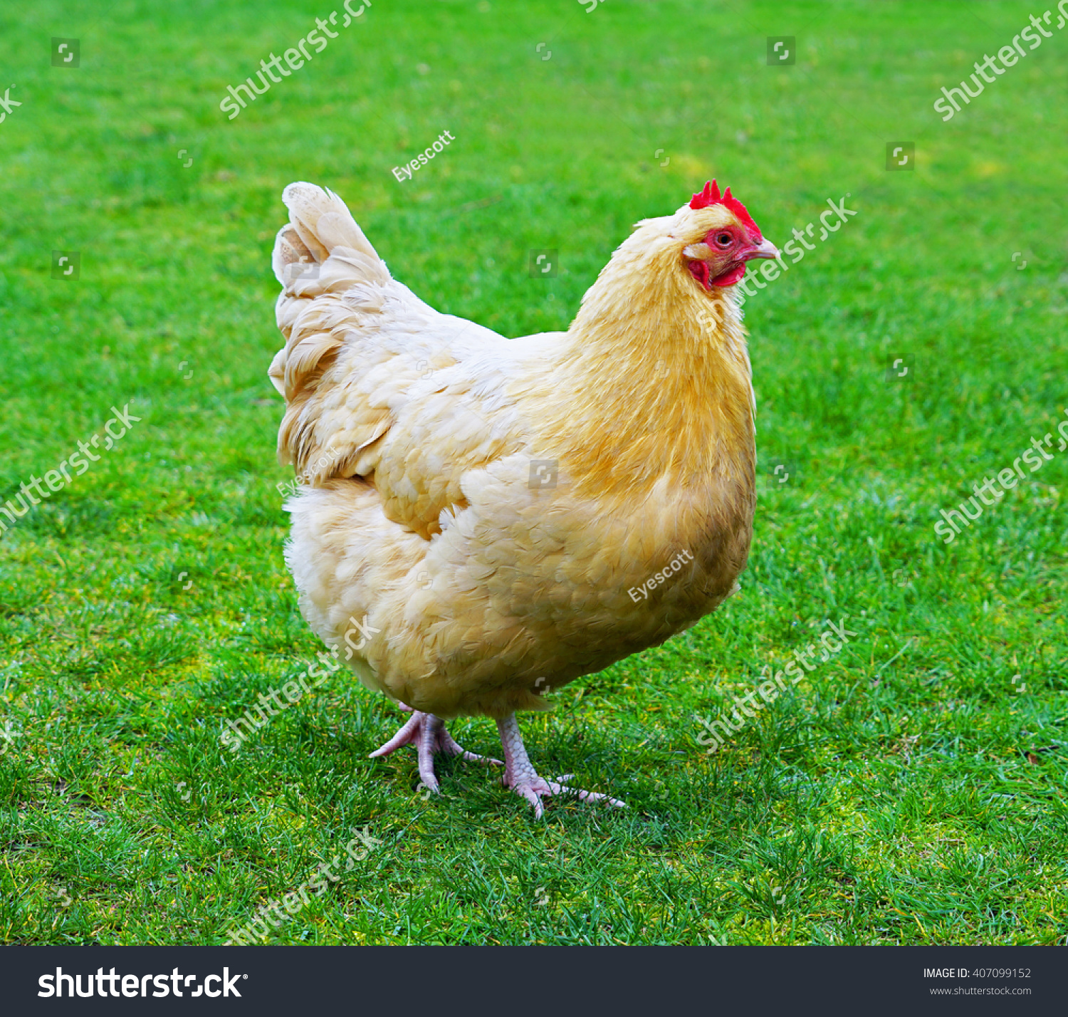 молодая курица фото