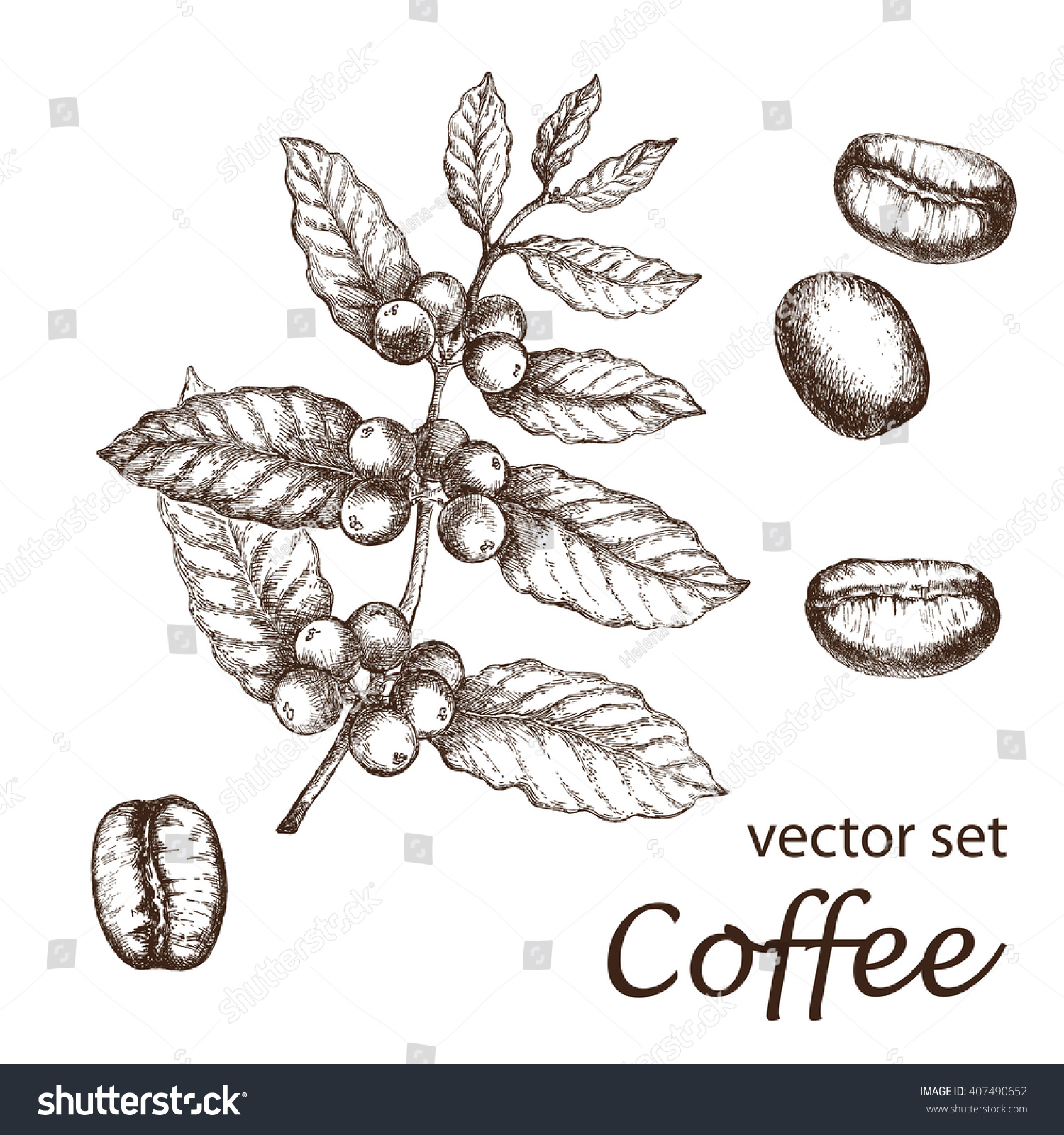 Hand Drawn Vintage Coffee Plant Elements Stock Vector (Royalty Free ...