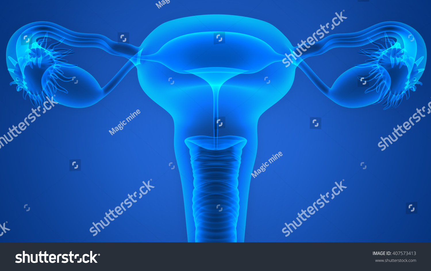 Female Reproductive System 3d Stock Illustration 407573413 Shutterstock 